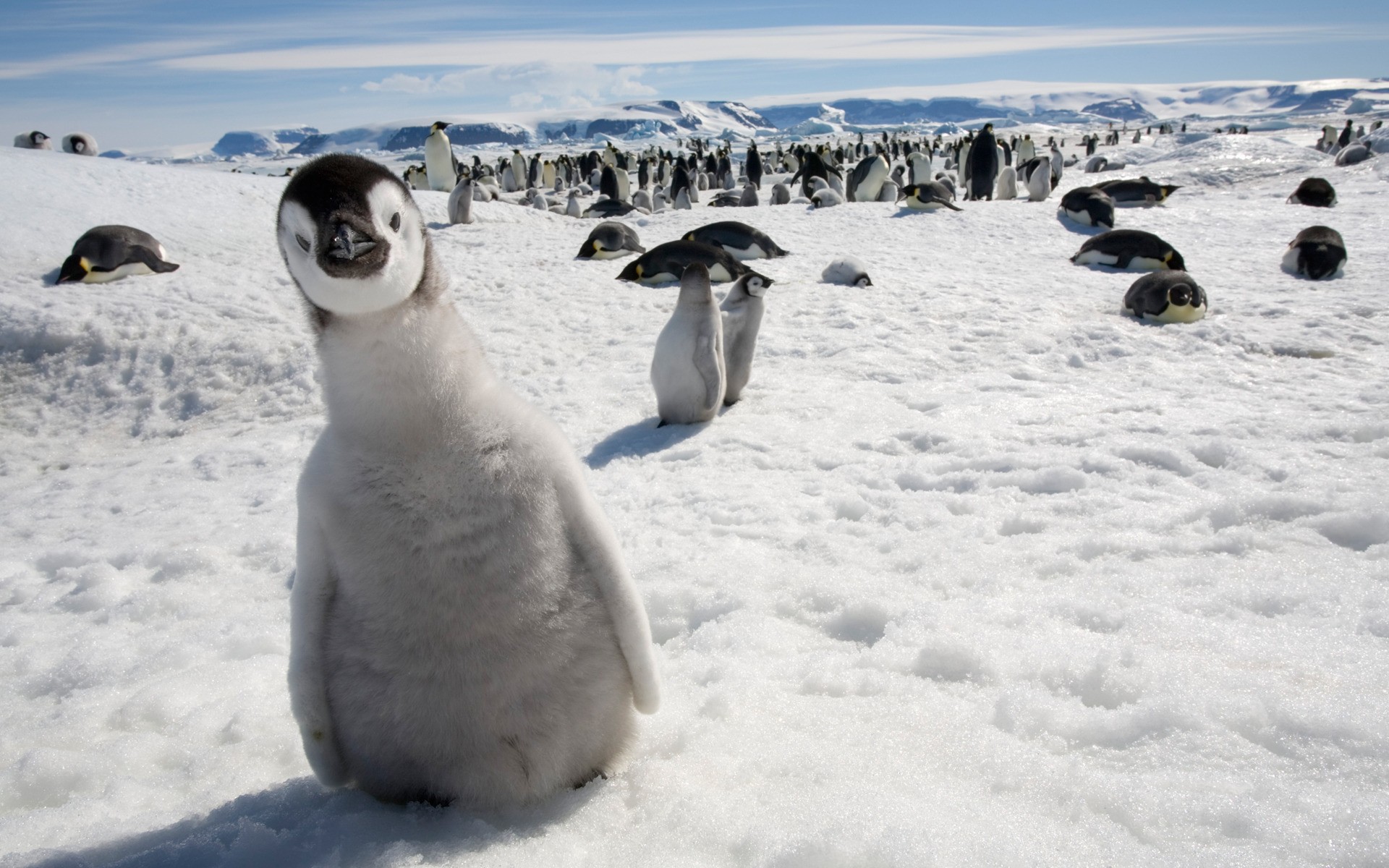 PCデスクトップに動物, 鳥, ペンギン画像を無料でダウンロード