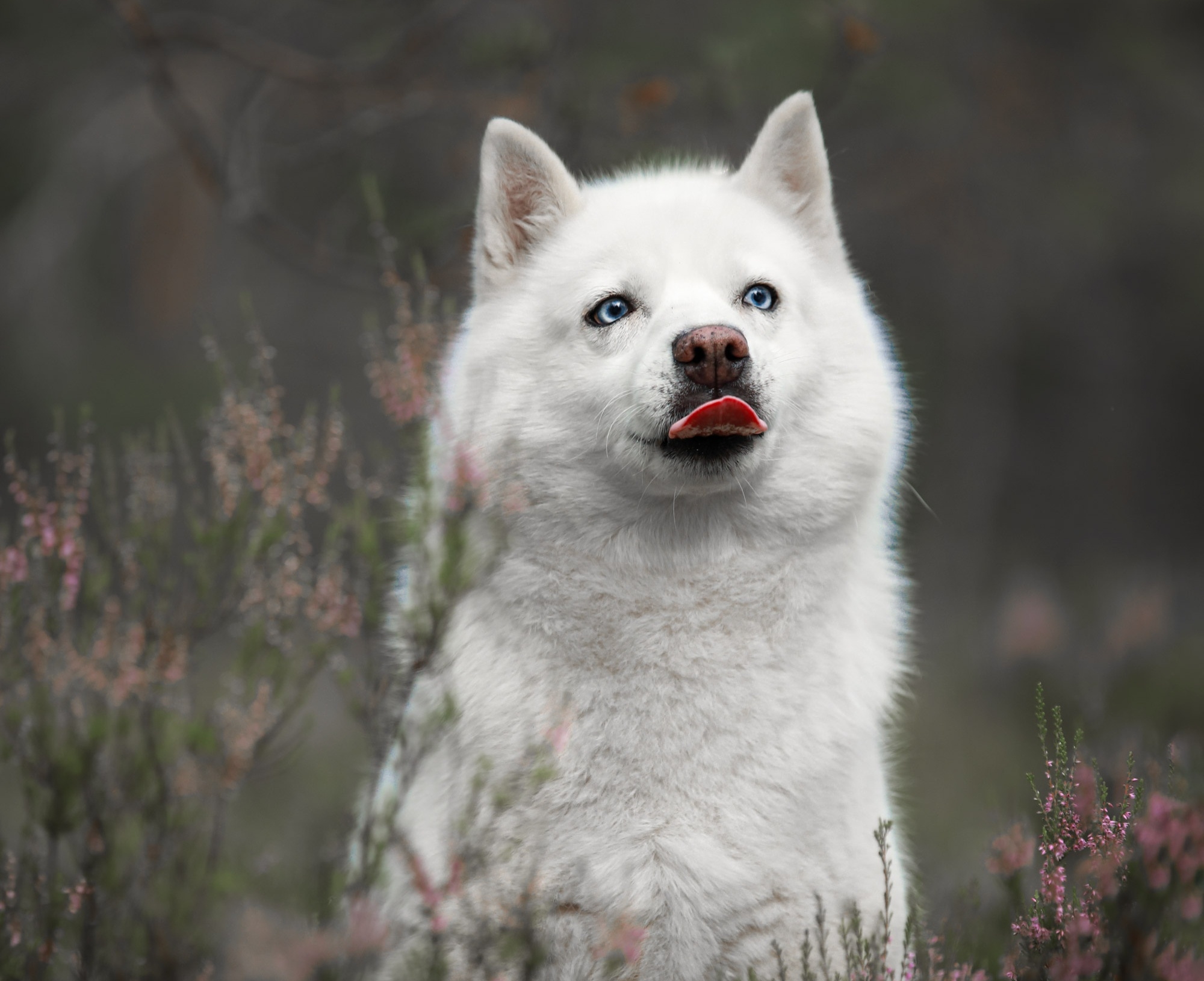 Descarga gratis la imagen Animales, Perros, Perro, Cachorro, Bebe Animal en el escritorio de tu PC