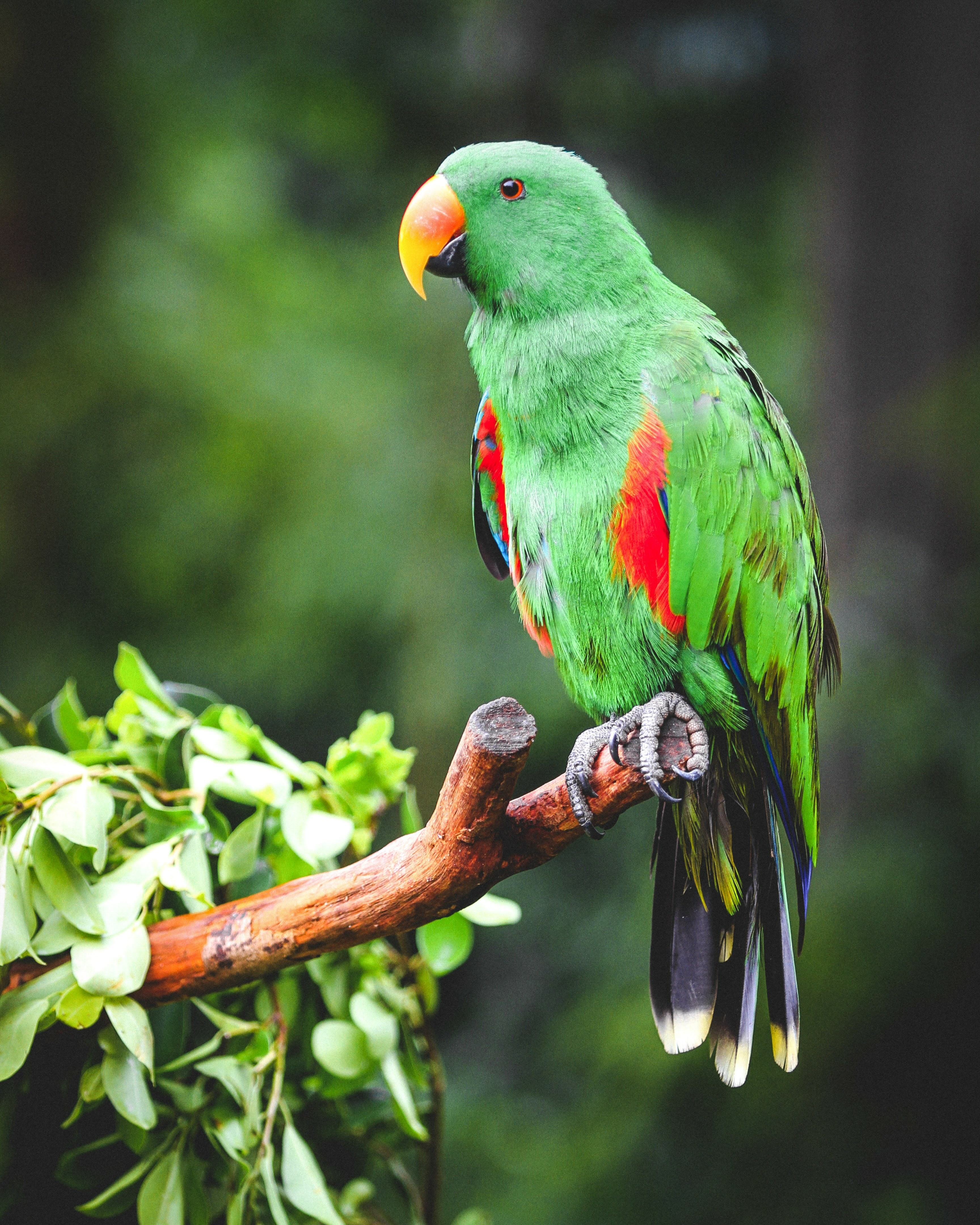 parrots, bright, animals, bird, branch, eclectus