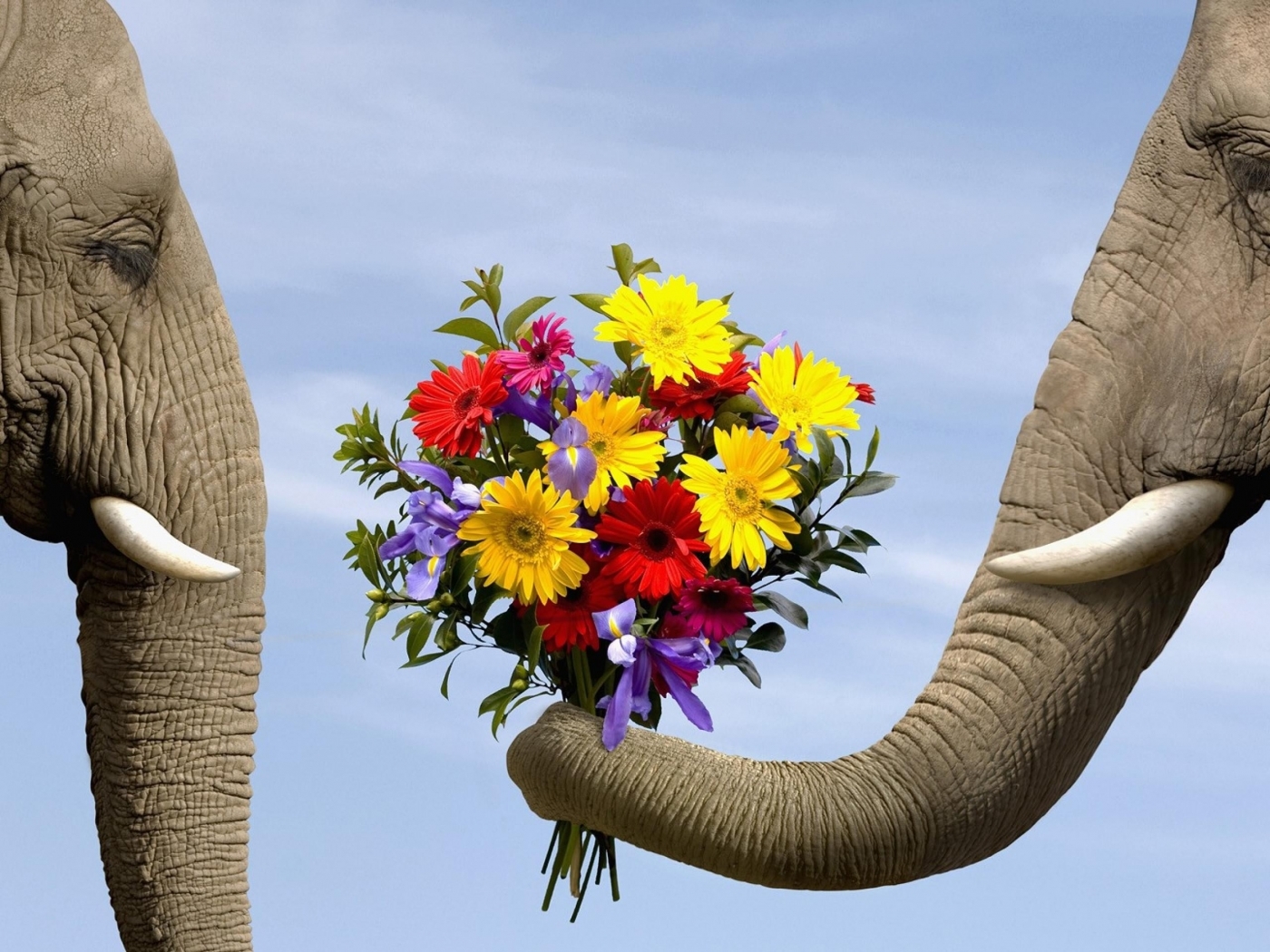 Free download wallpaper Animals, Flowers, Elephants on your PC desktop