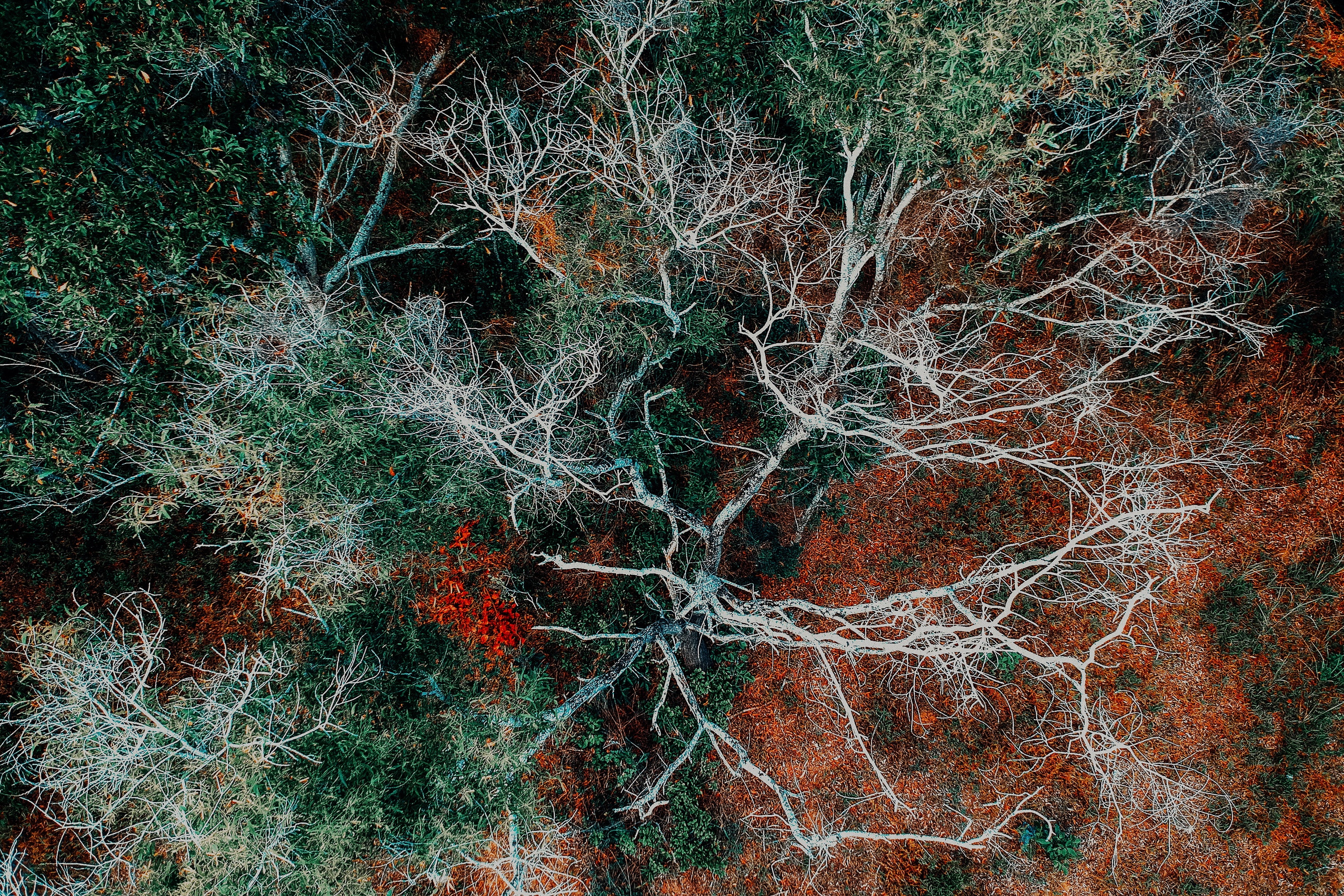 Free download wallpaper Trees, Branches, Nature, View From Above, Autumn on your PC desktop