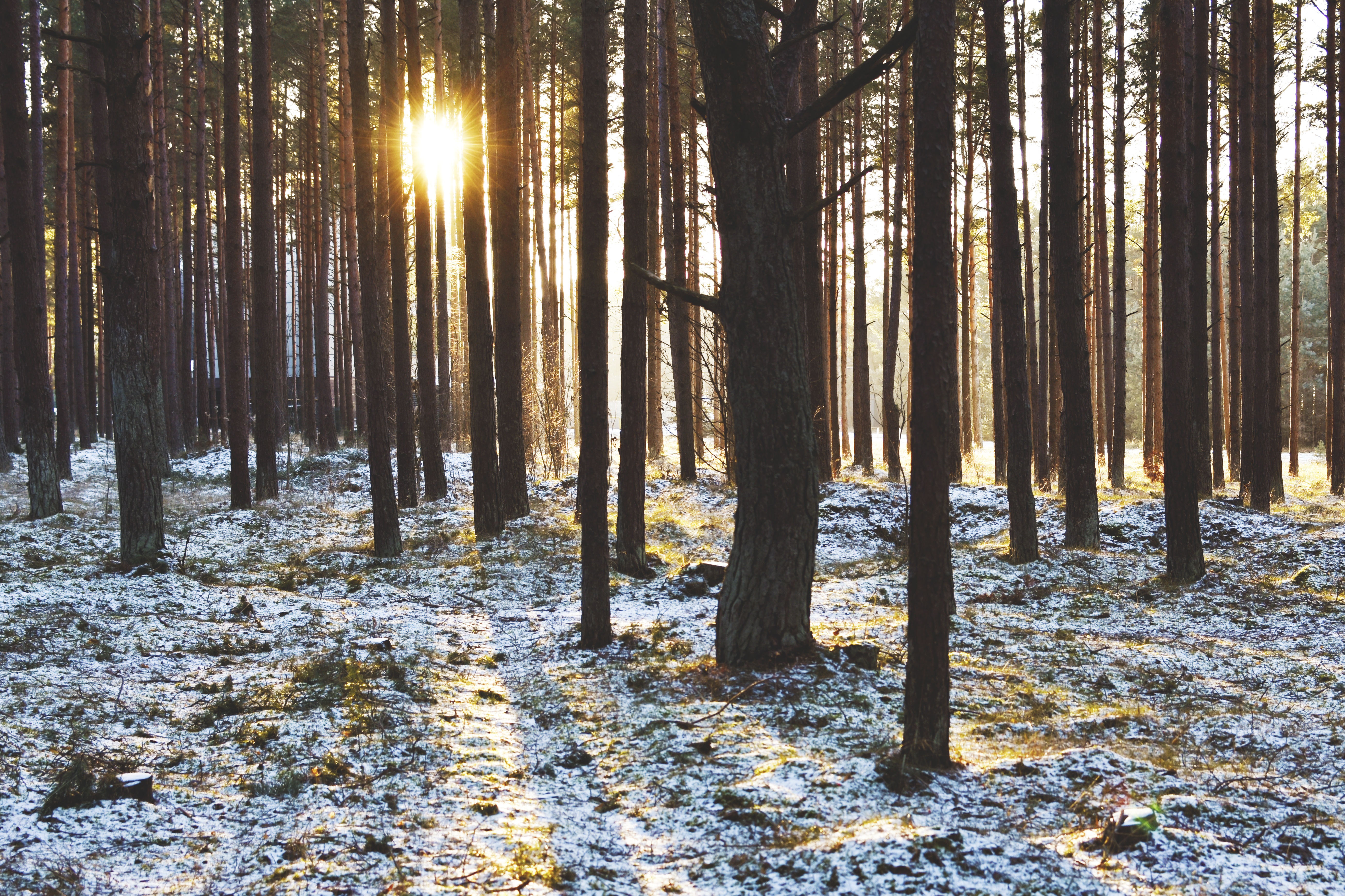 Laden Sie das Balken, Strahlen, Sun, Natur, Sunset, Bäume, Wald, Winter-Bild kostenlos auf Ihren PC-Desktop herunter