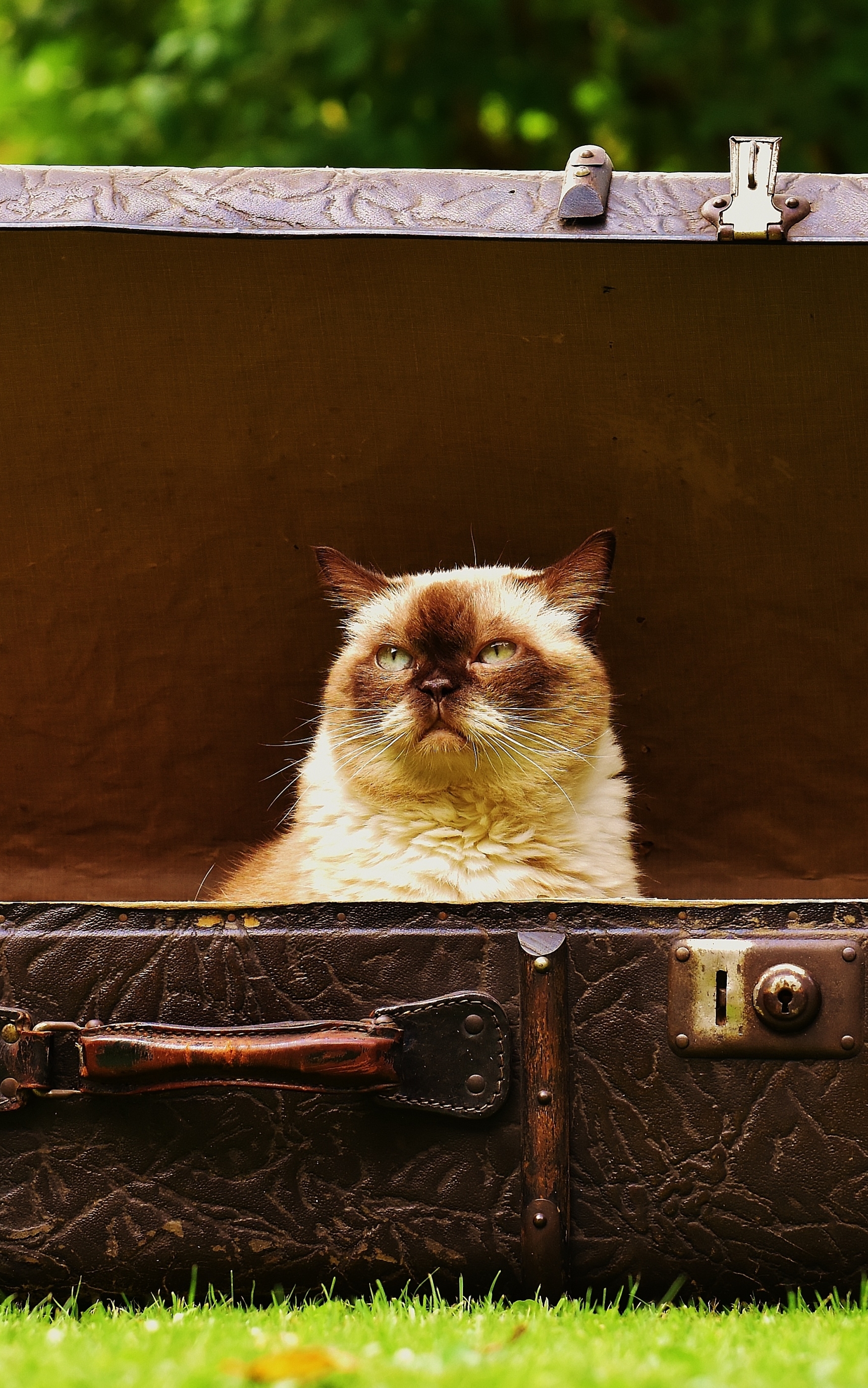 Download mobile wallpaper Cats, Cat, Animal, Suitcase for free.