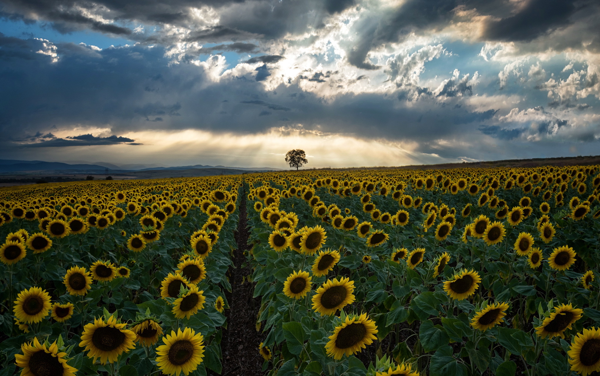 Handy-Wallpaper Natur, Blumen, Horizont, Blume, Feld, Sonnenblume, Gelbe Blume, Erde/natur kostenlos herunterladen.