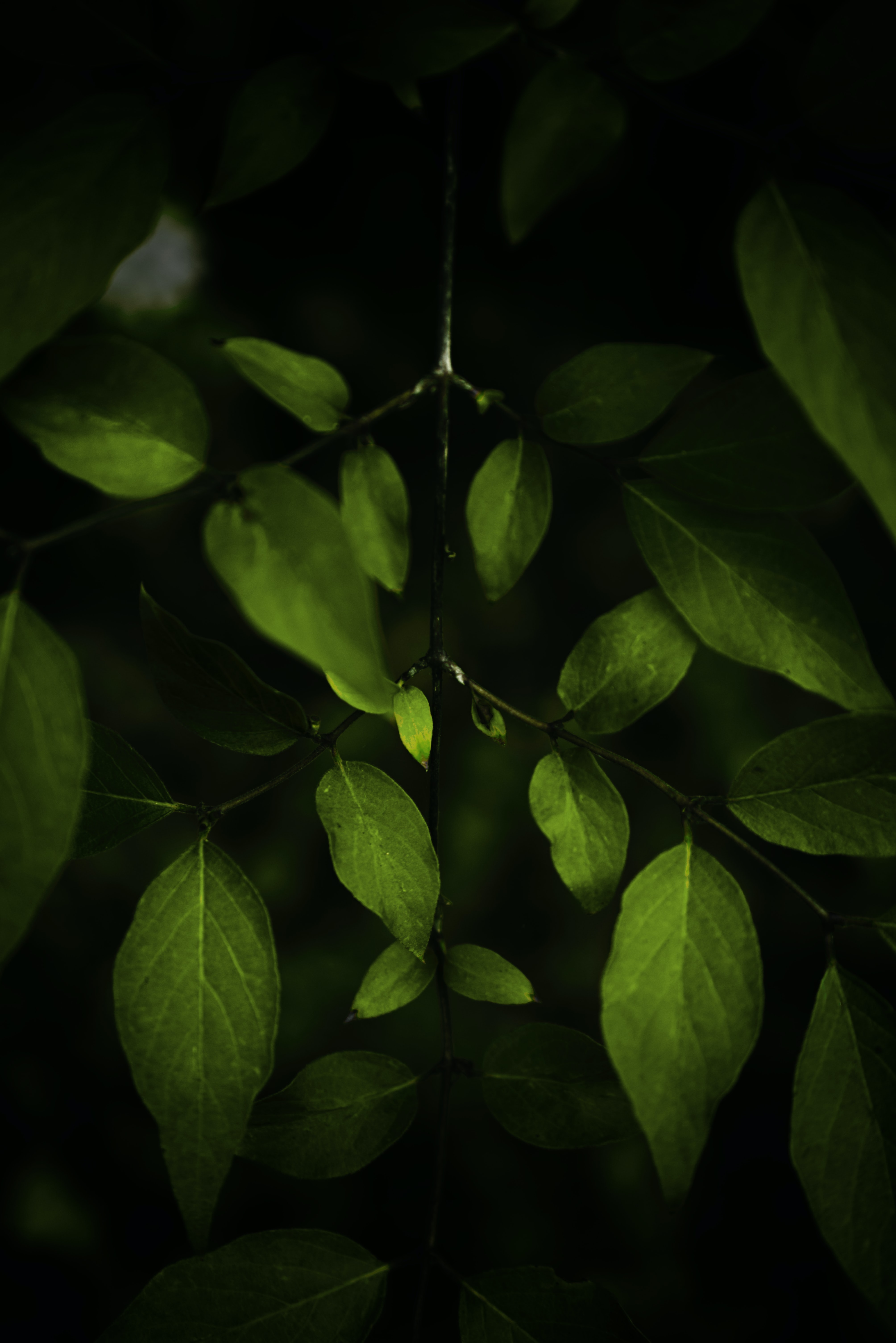 Download mobile wallpaper Branches, Macro, Leaves, Plant, Dark for free.