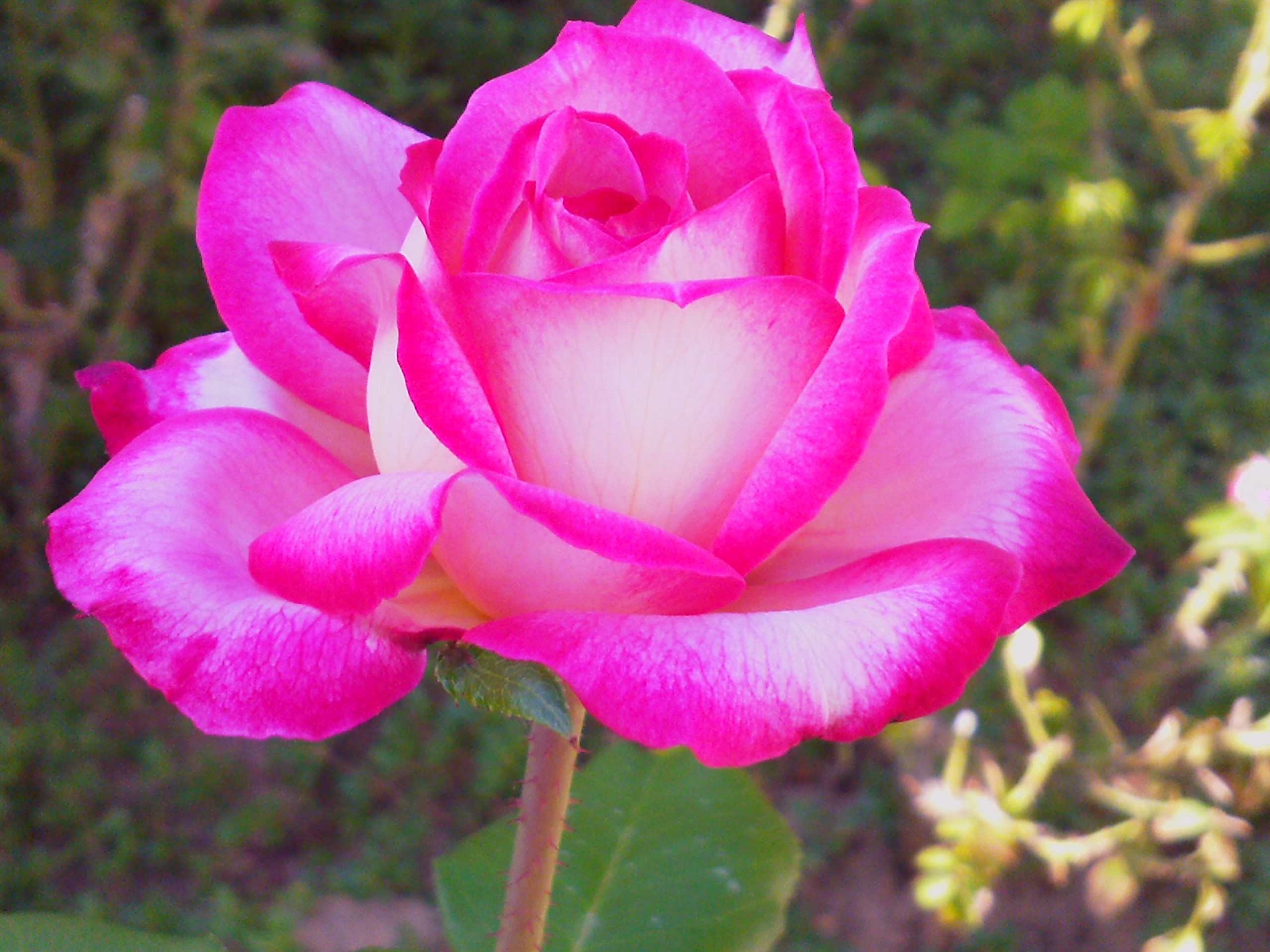 Téléchargez des papiers peints mobile Fleurs, Fleur, Rose, Terre/nature gratuitement.