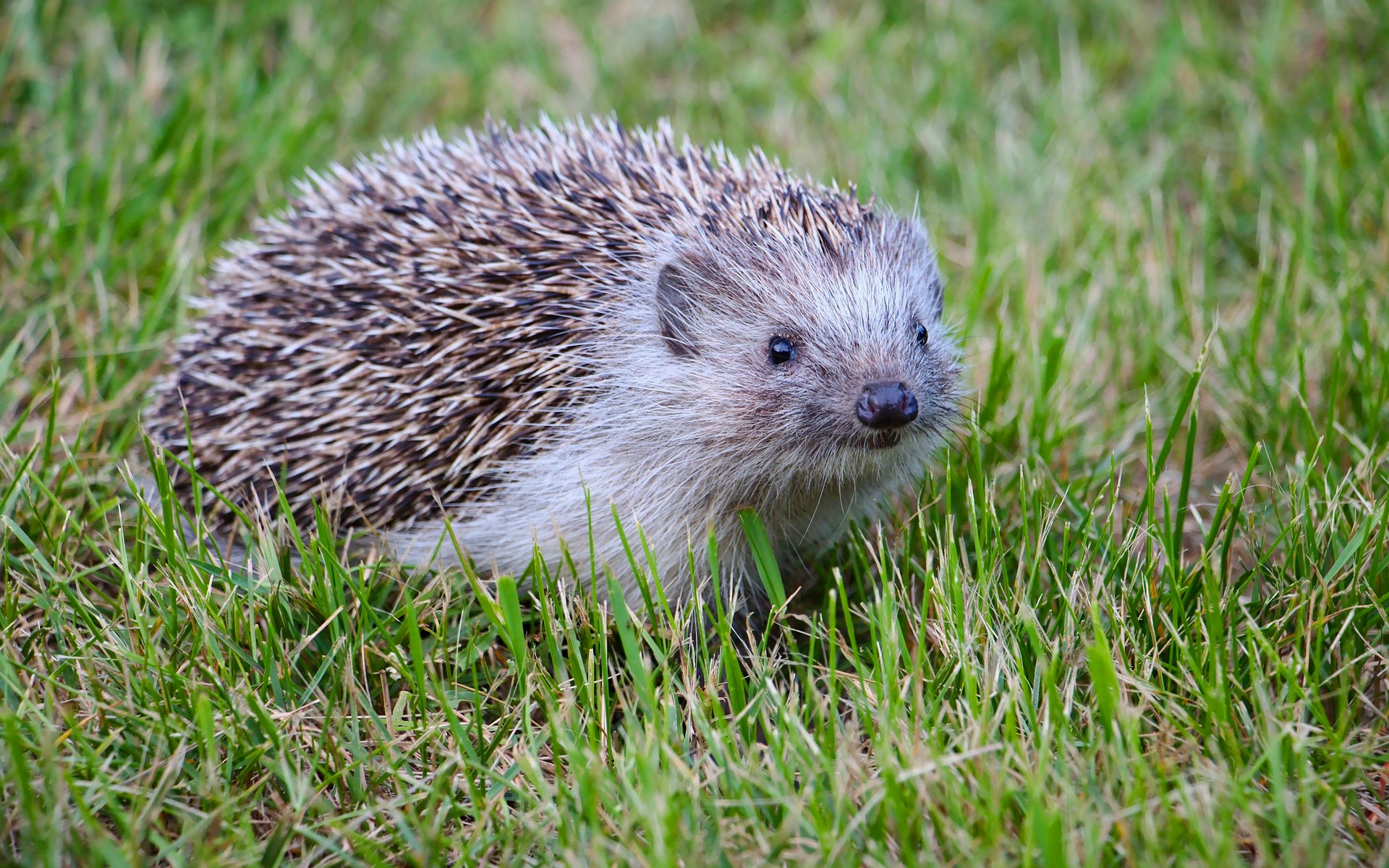 PCデスクトップに動物, ハリネズミ, 草画像を無料でダウンロード