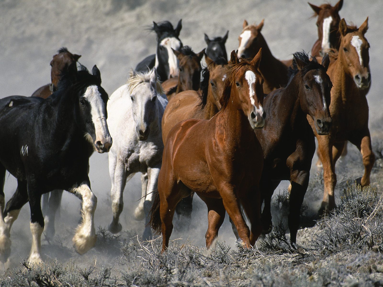 Téléchargez gratuitement l'image Animaux, Cheval sur le bureau de votre PC