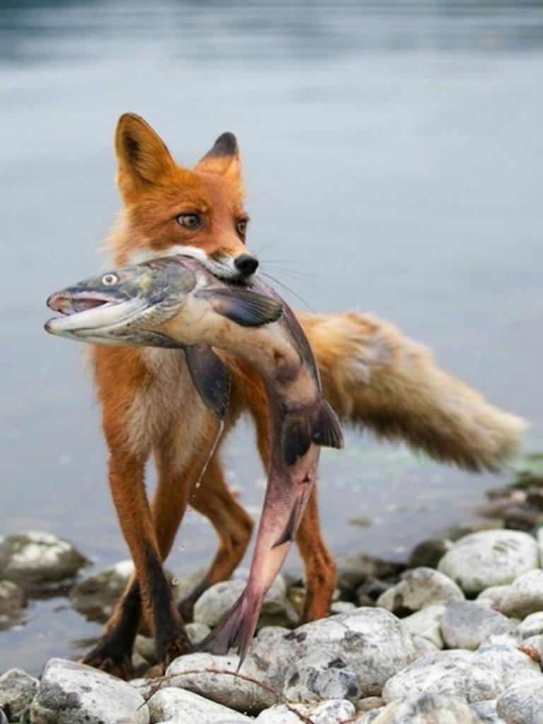 Download mobile wallpaper Fox, Animal, Fish for free.