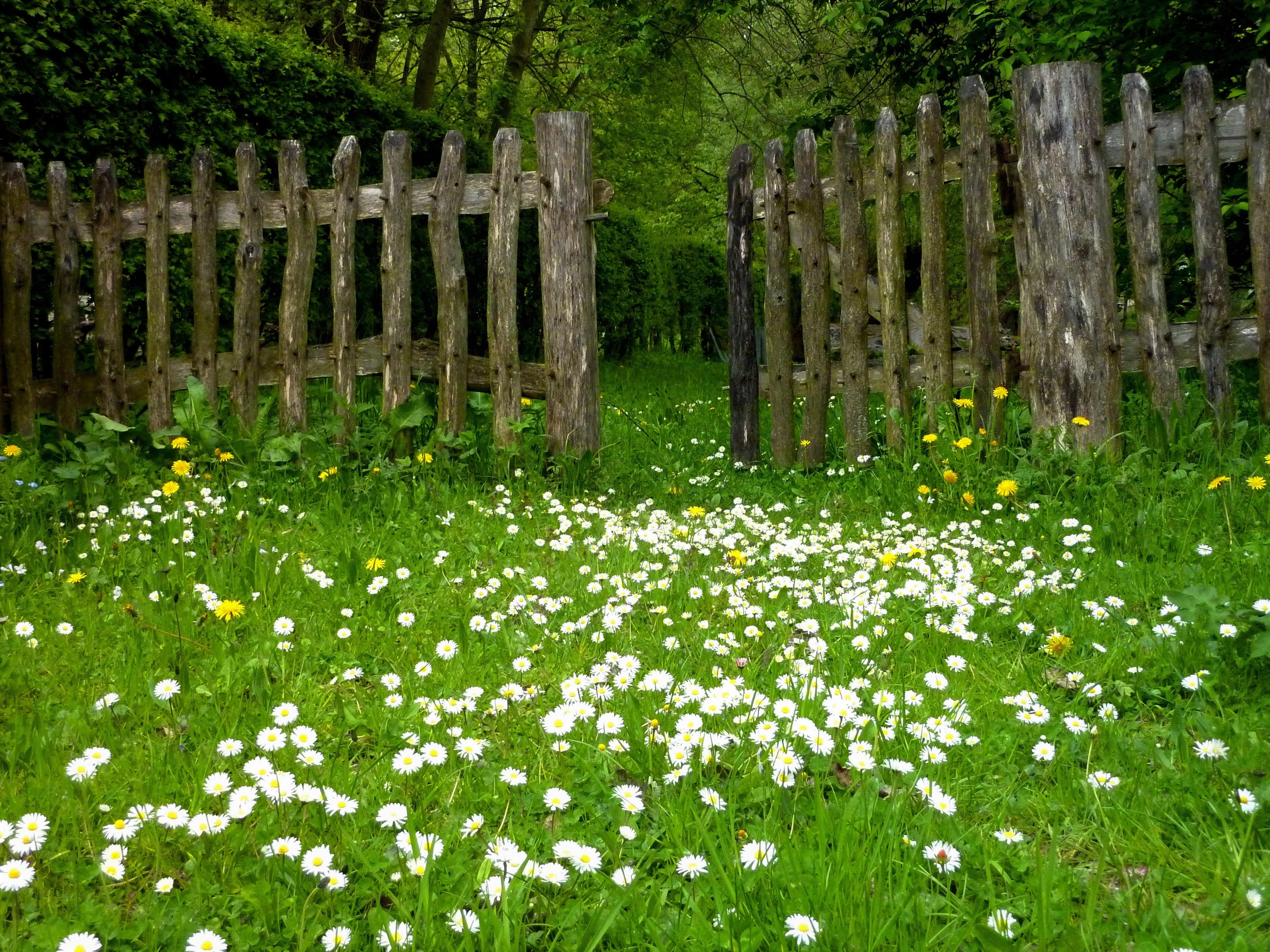 無料モバイル壁紙草, 花, フェンス, 春, デイジー, 白い花, マンメイドをダウンロードします。