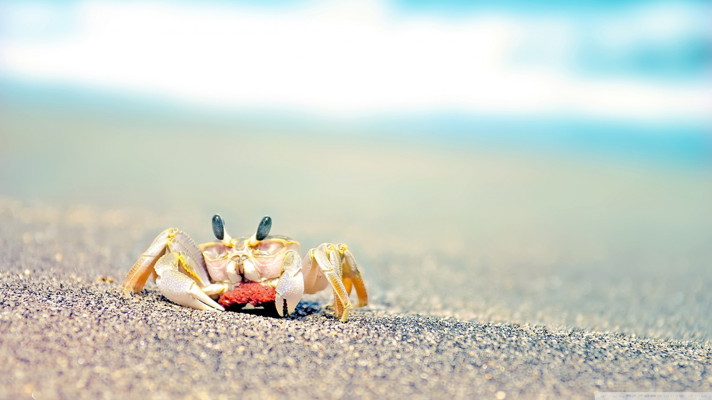 animals, sand, crabs