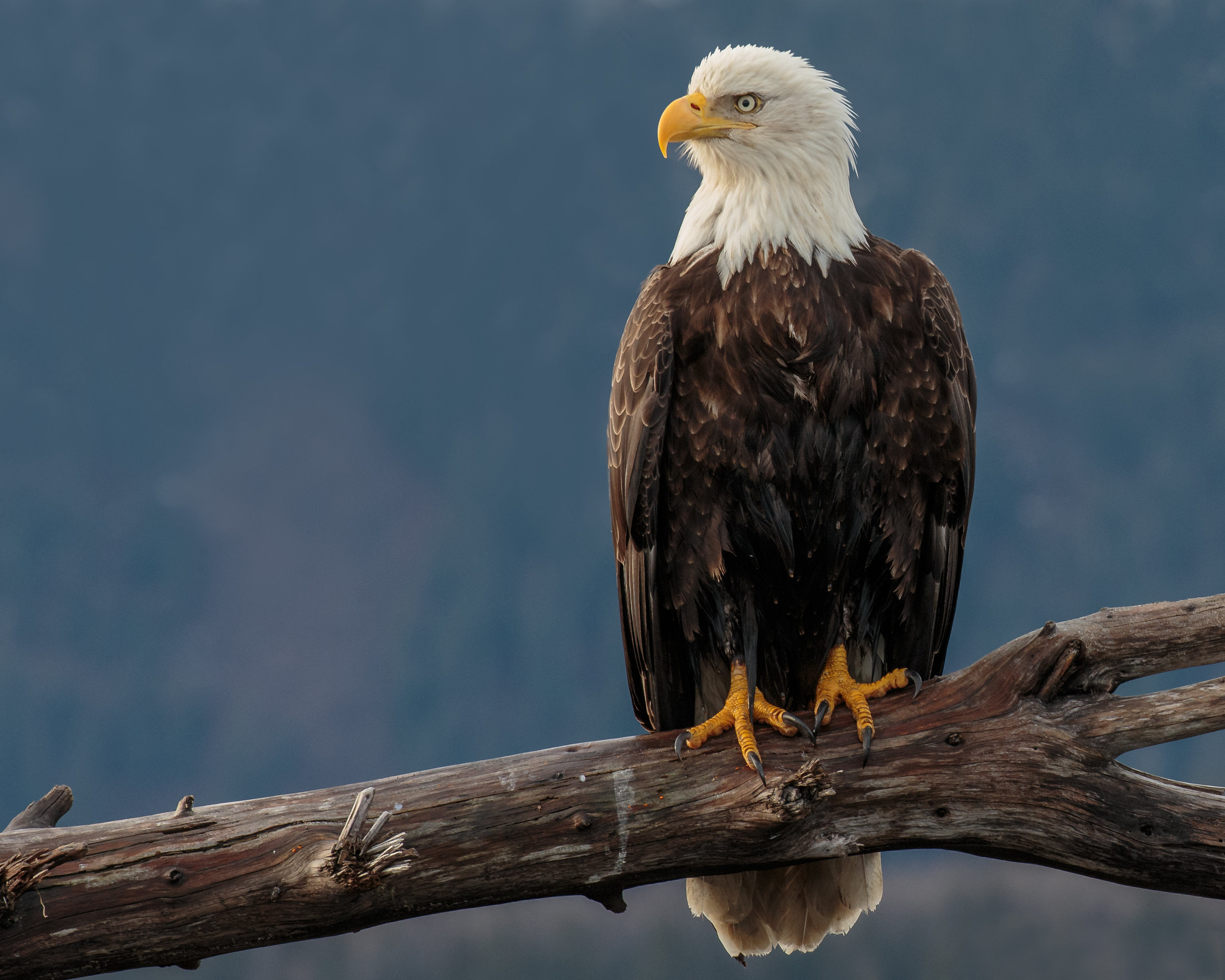 eagle, bird, predator, animals, beak, sight, opinion download HD wallpaper