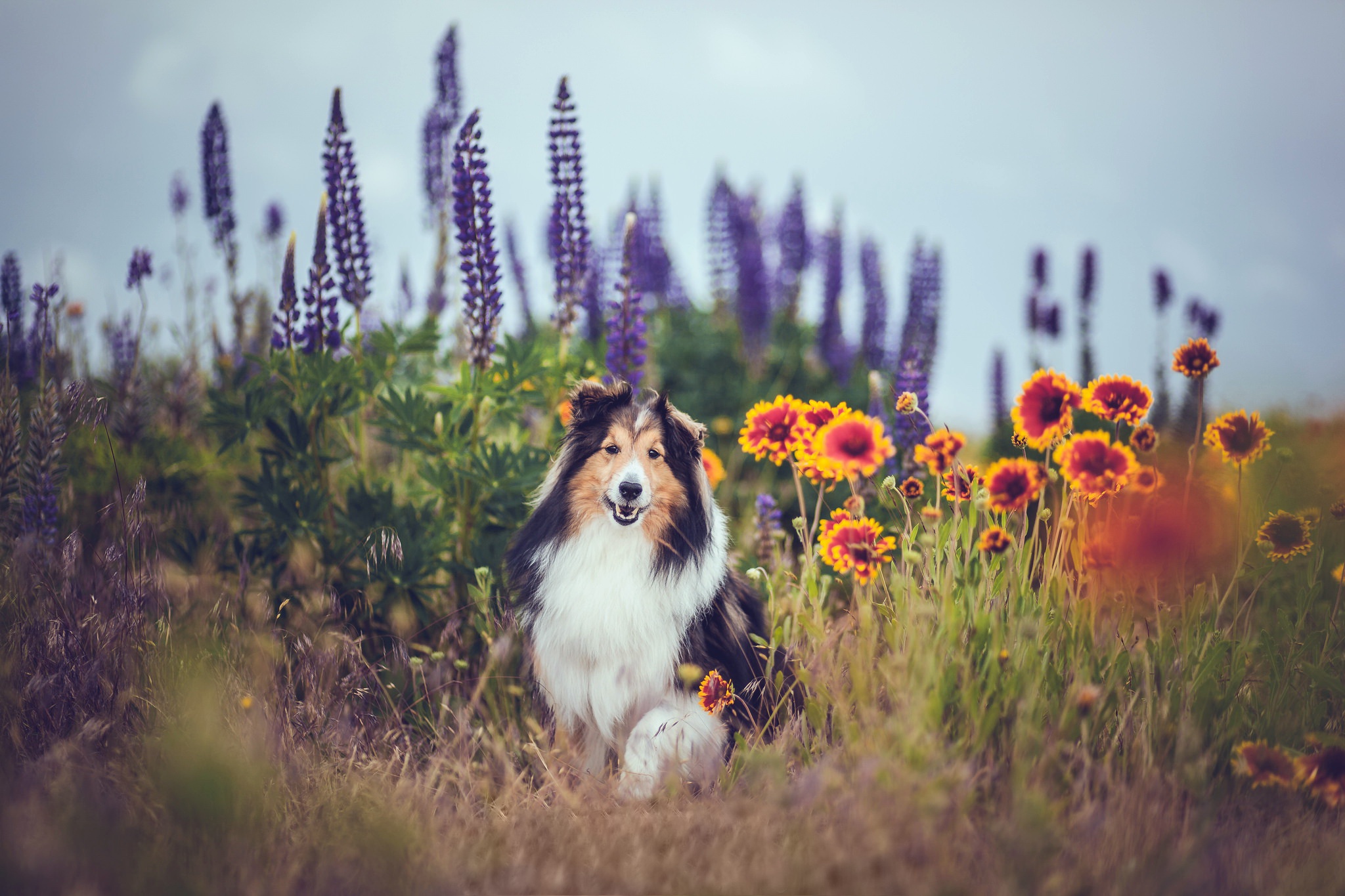 animal, shetland sheepdog, dog, flower, summer, dogs