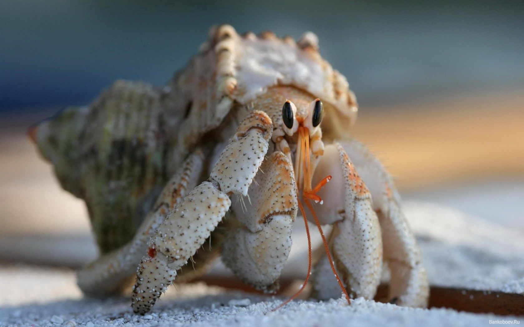 animals, carapace, shell, climb, crab, claws
