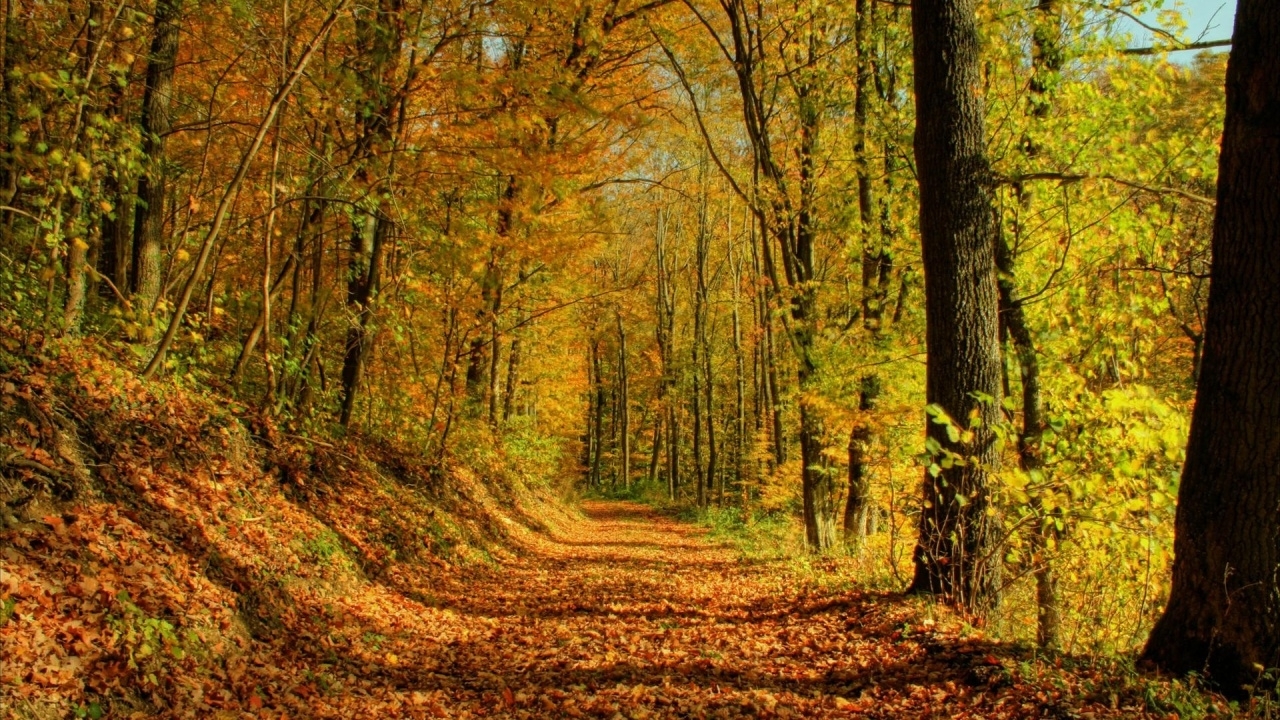 Скачать картинку Пейзаж, Природа, Осень в телефон бесплатно.