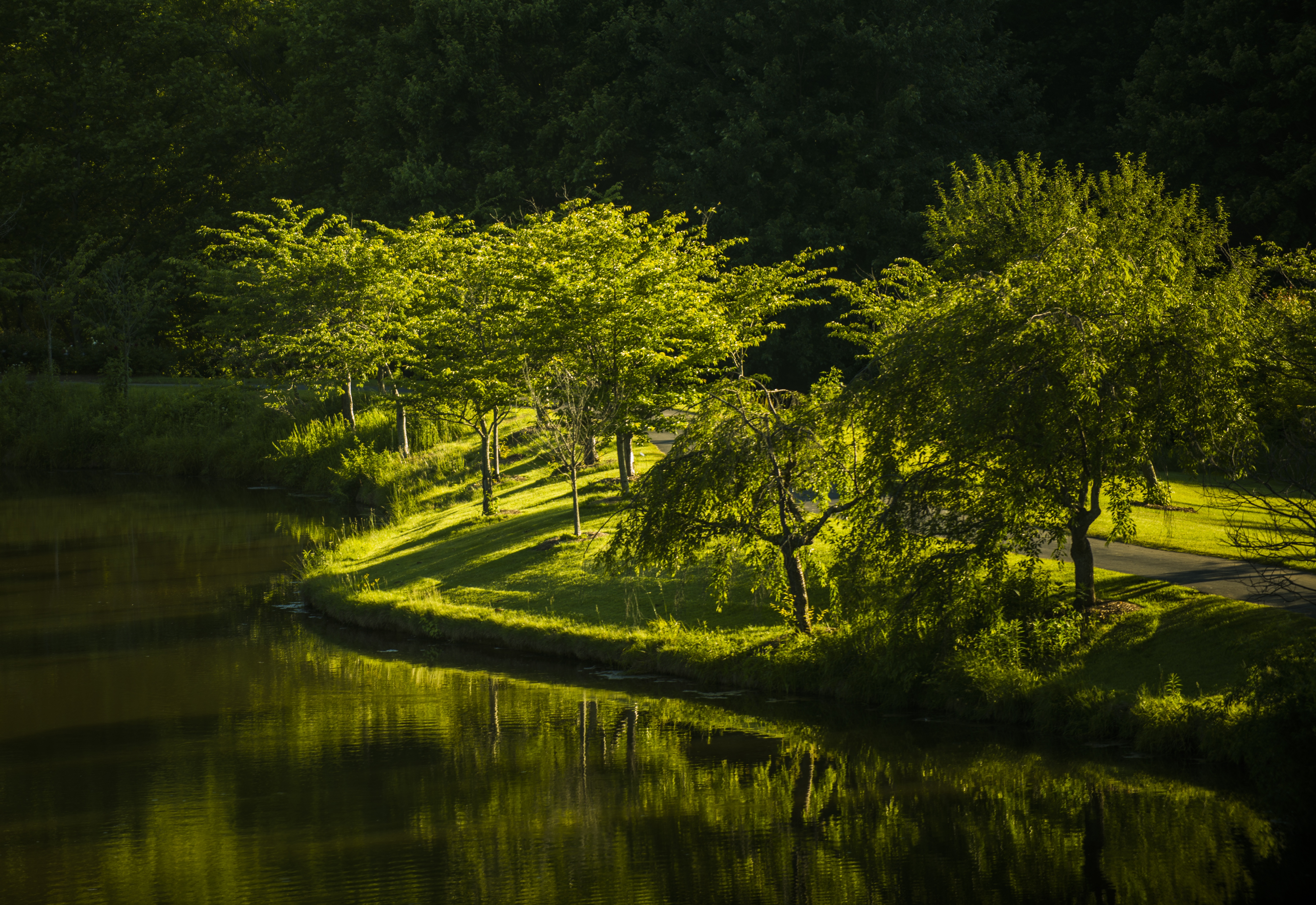 Baixe gratuitamente a imagem Árvores, Virgínia, O Parque, Parque, Natureza, Lago na área de trabalho do seu PC