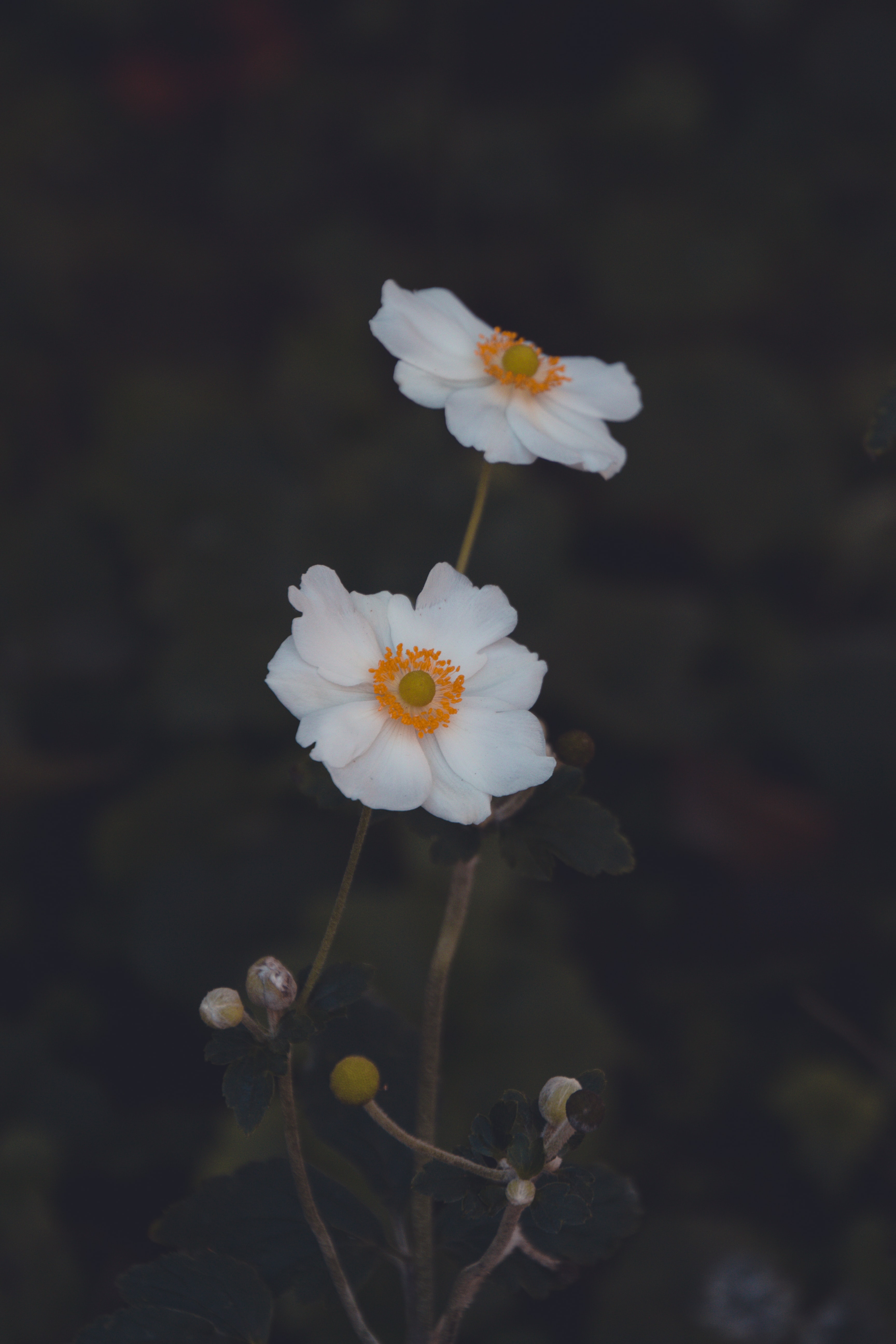 Скачать картинку Анемона, Белый, Растение, Цветы, Макро, Цветок в телефон бесплатно.
