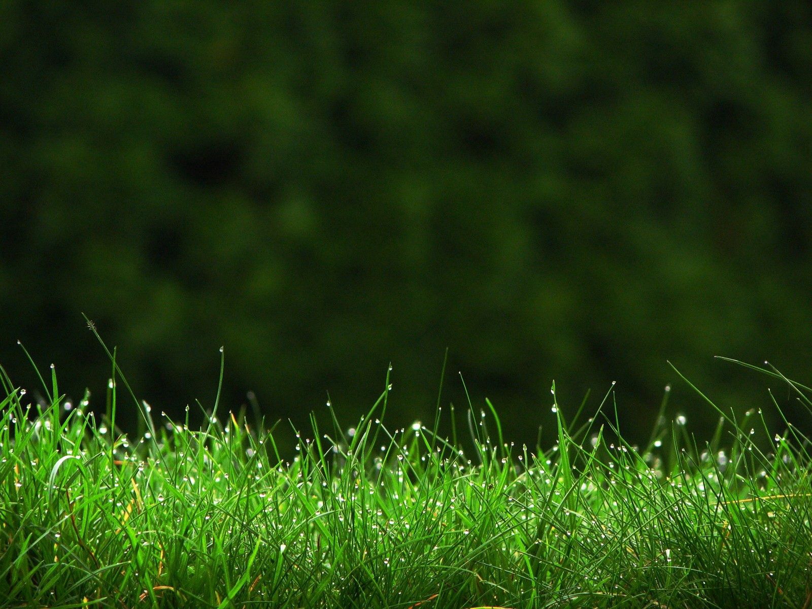 Download mobile wallpaper Grass, Dew, Nature, Lawn, Drops for free.