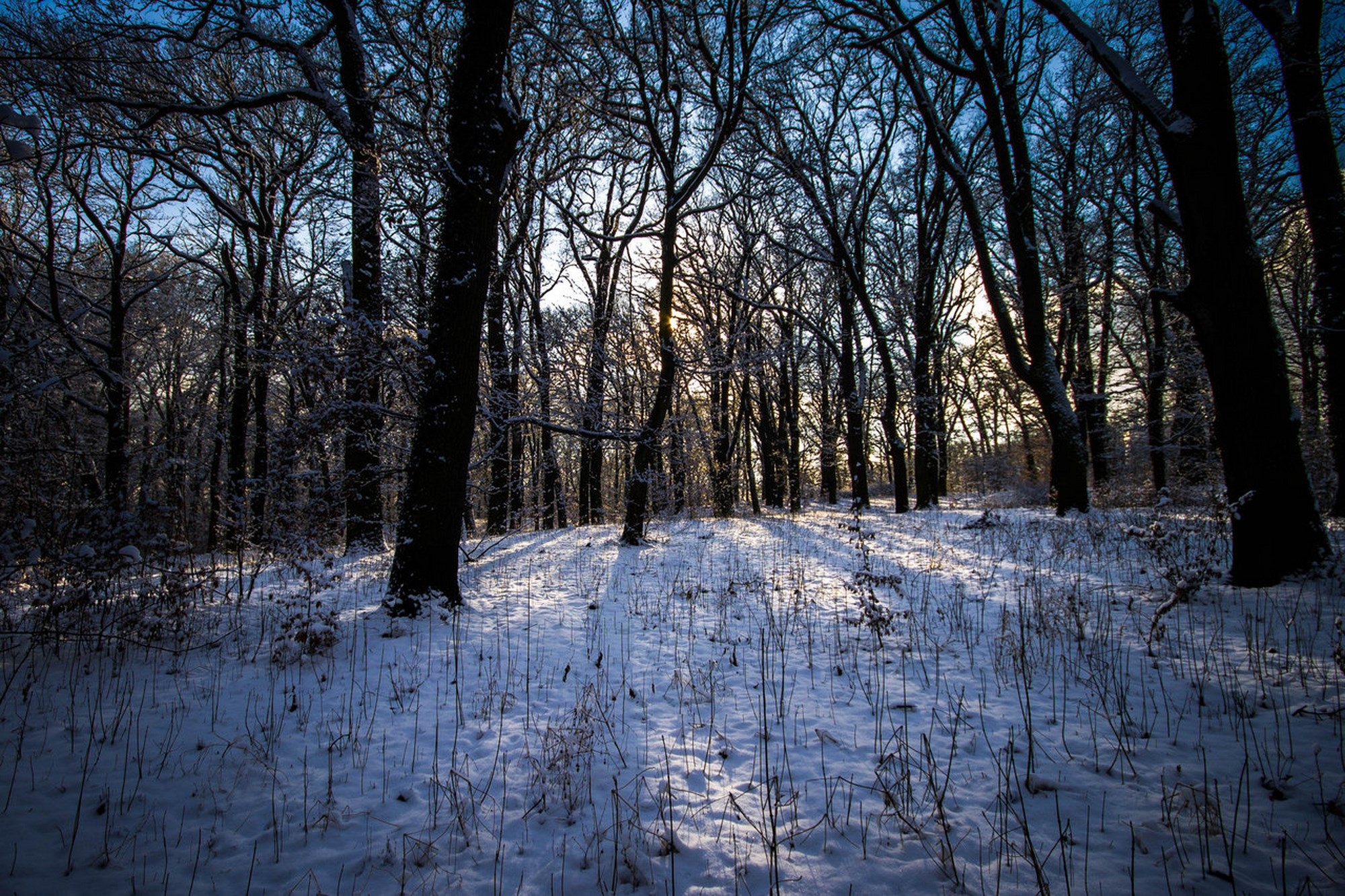 Laden Sie das Natur, Wald, Winter, Landschaft-Bild kostenlos auf Ihren PC-Desktop herunter