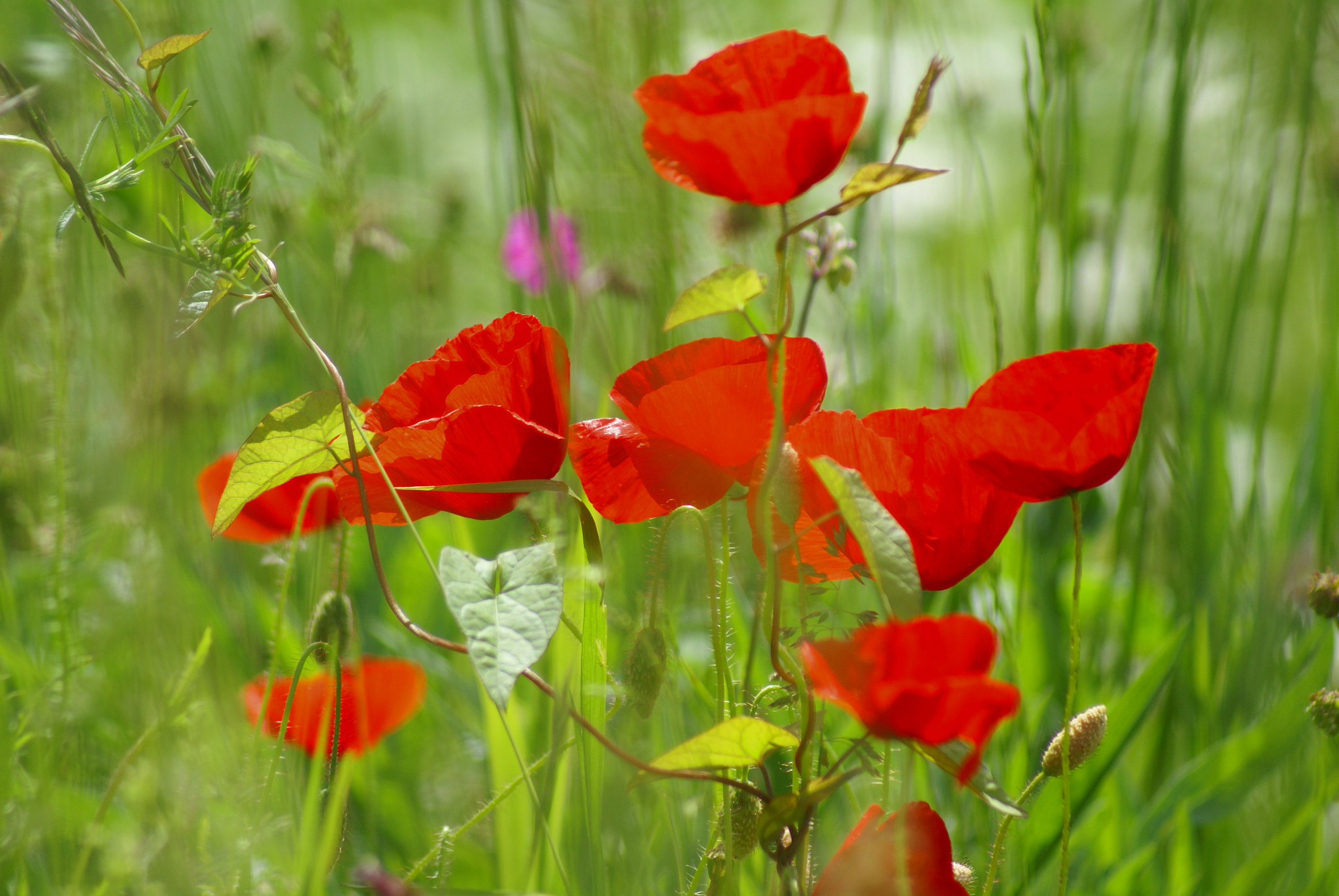 Laden Sie das Natur, Blumen, Mohn, Sommer, Blume, Rote Blume, Erde/natur-Bild kostenlos auf Ihren PC-Desktop herunter