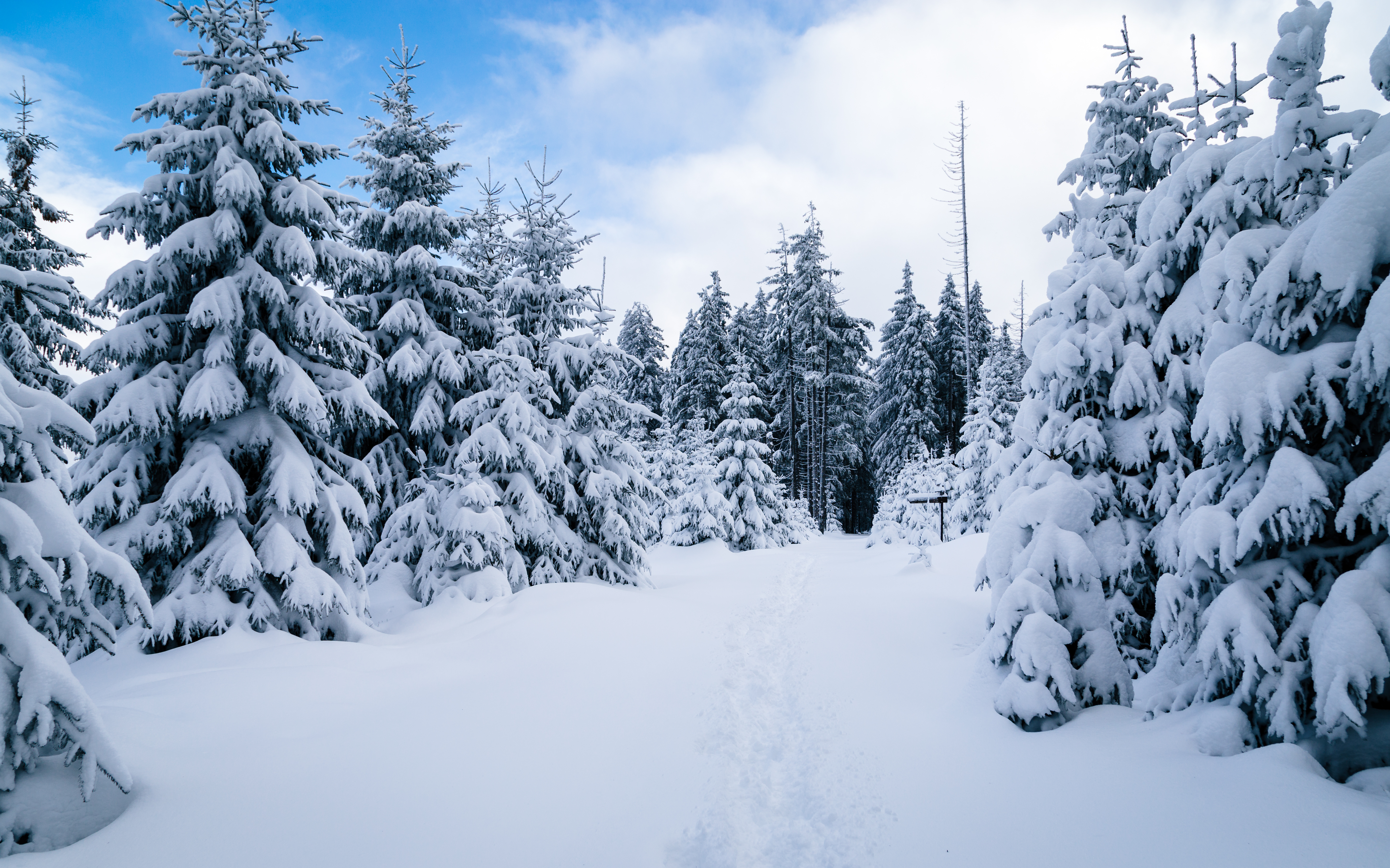 Free download wallpaper Winter, Snow, Forest, Tree, Earth on your PC desktop