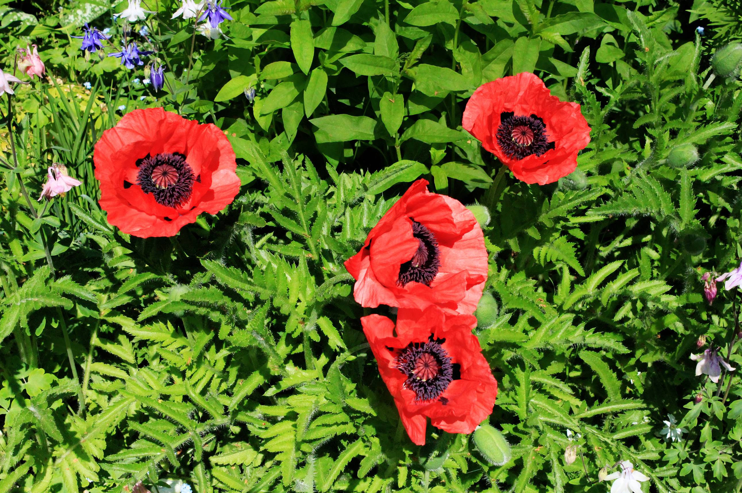 Téléchargez gratuitement l'image Fleur, Terre/nature sur le bureau de votre PC