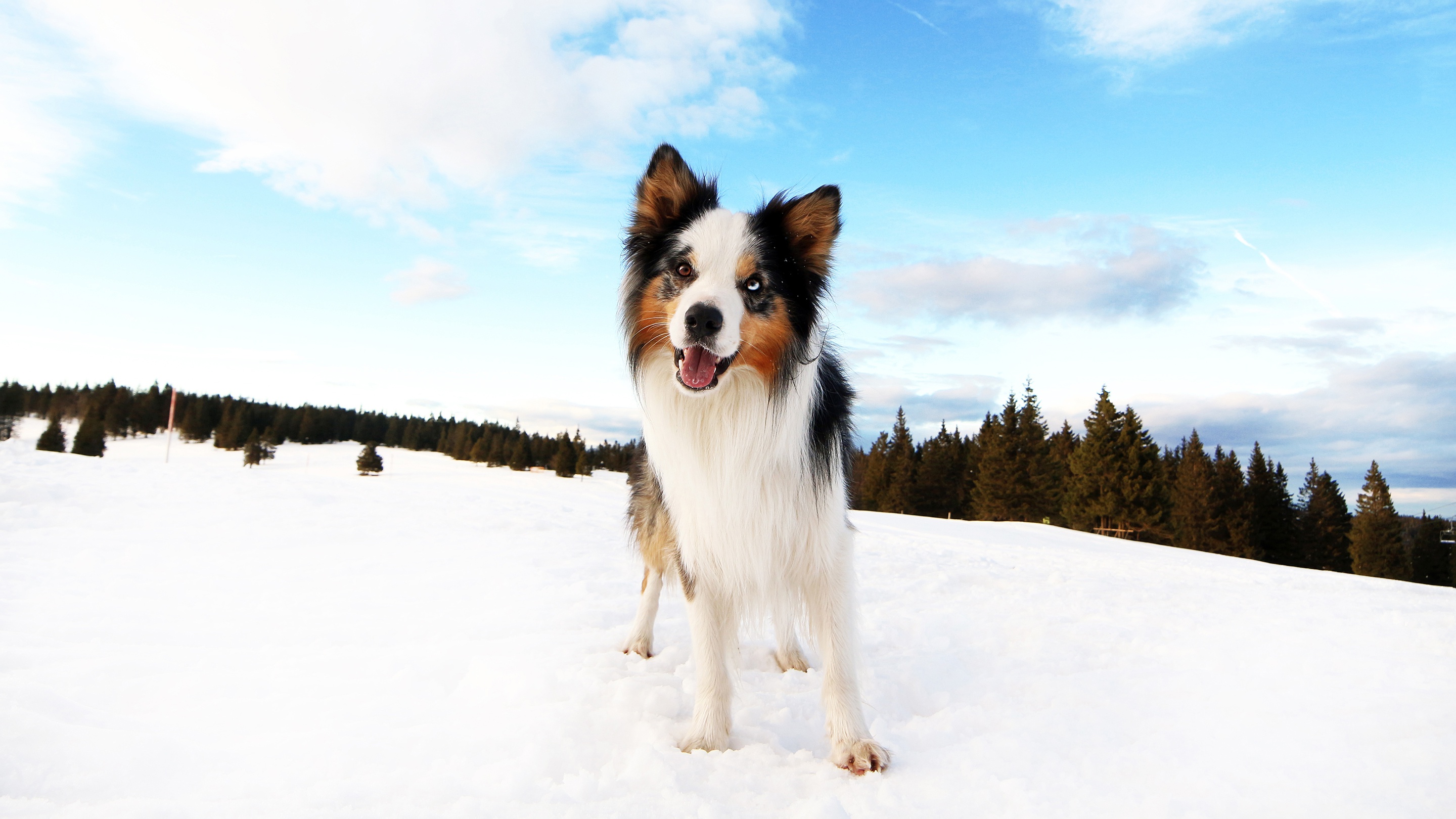 Download mobile wallpaper Winter, Dogs, Snow, Dog, Animal, Border Collie for free.