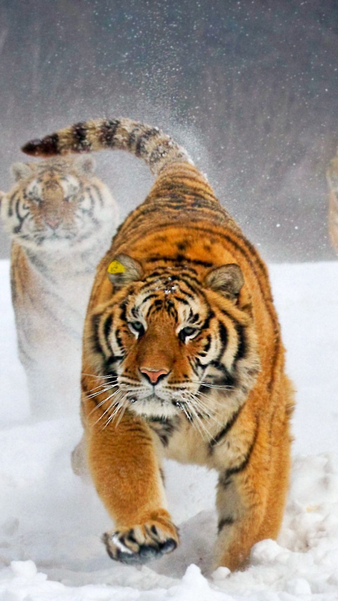 Download mobile wallpaper Cats, Tiger, Animal for free.