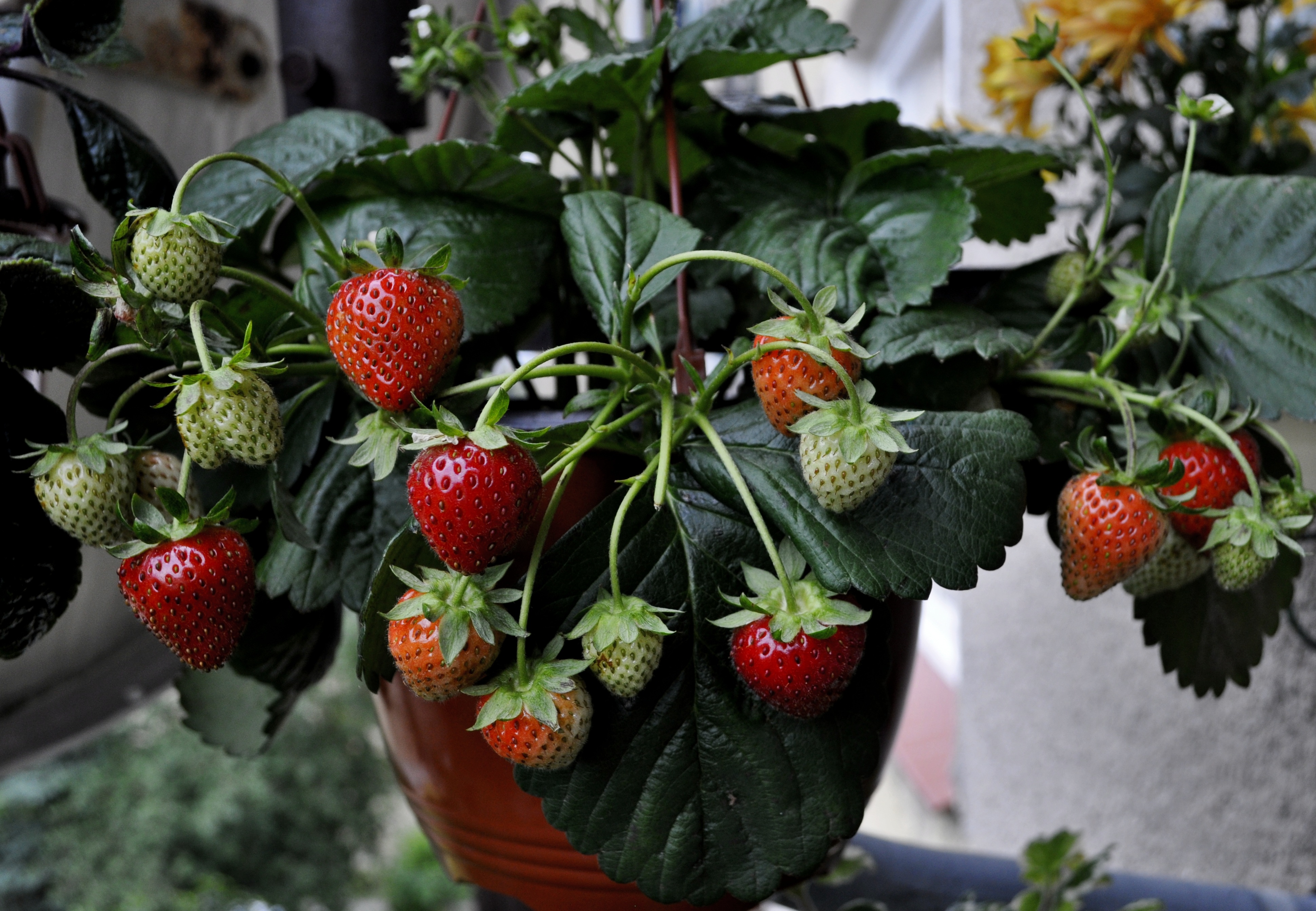 food, strawberry, berries, wild strawberries