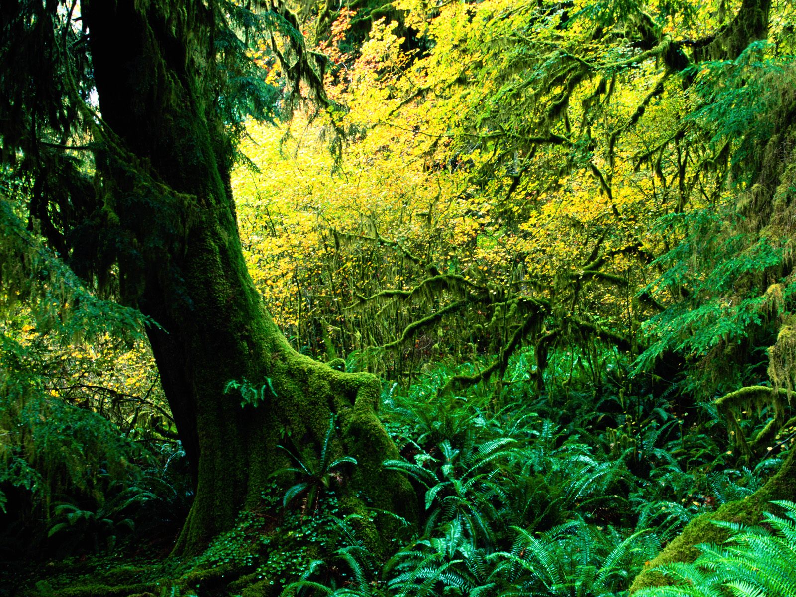 Descarga gratis la imagen Bosque, Tierra/naturaleza en el escritorio de tu PC