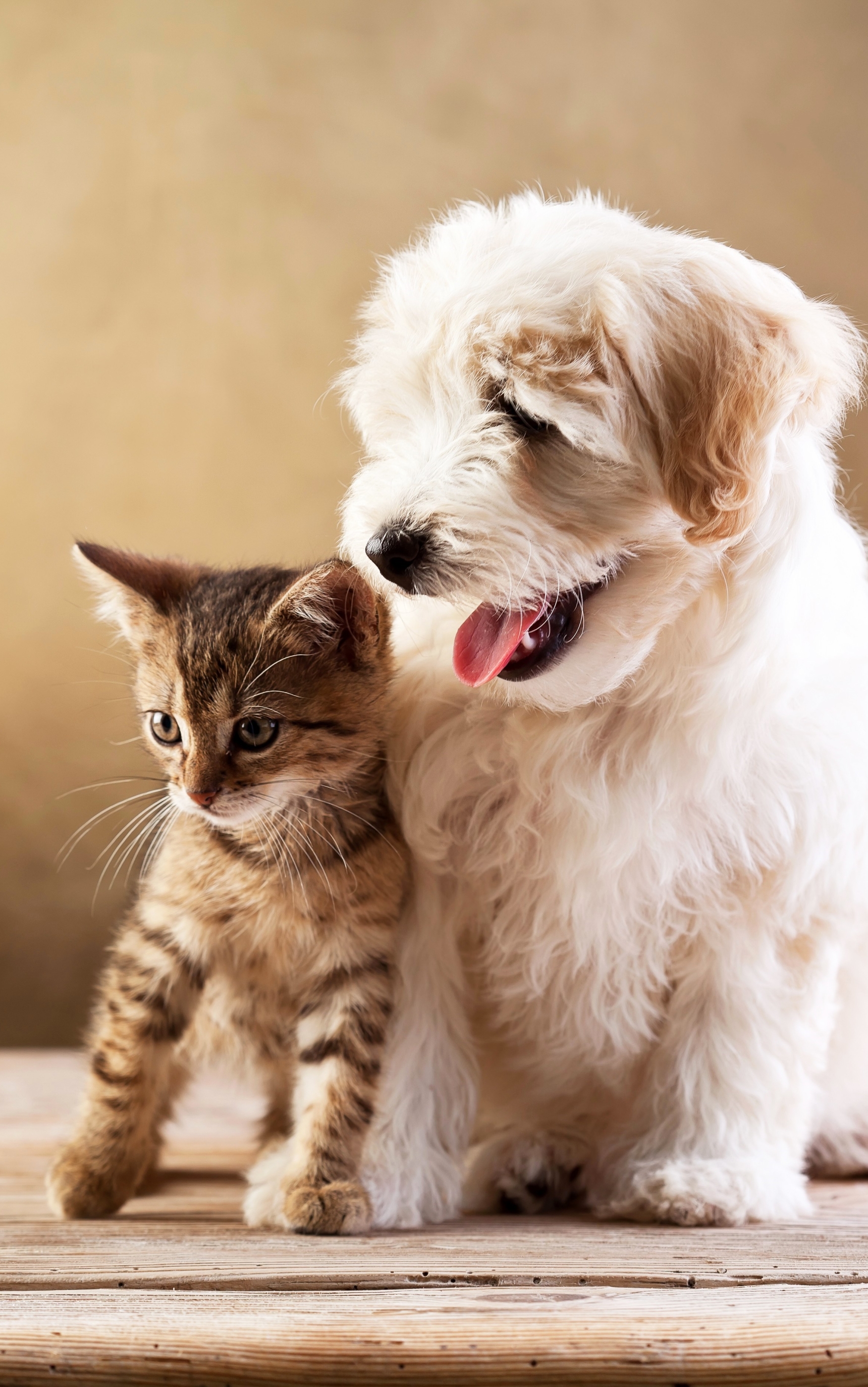 Download mobile wallpaper Kitten, Dog, Animal, Cute, Friend, Baby Animal, Cat & Dog for free.
