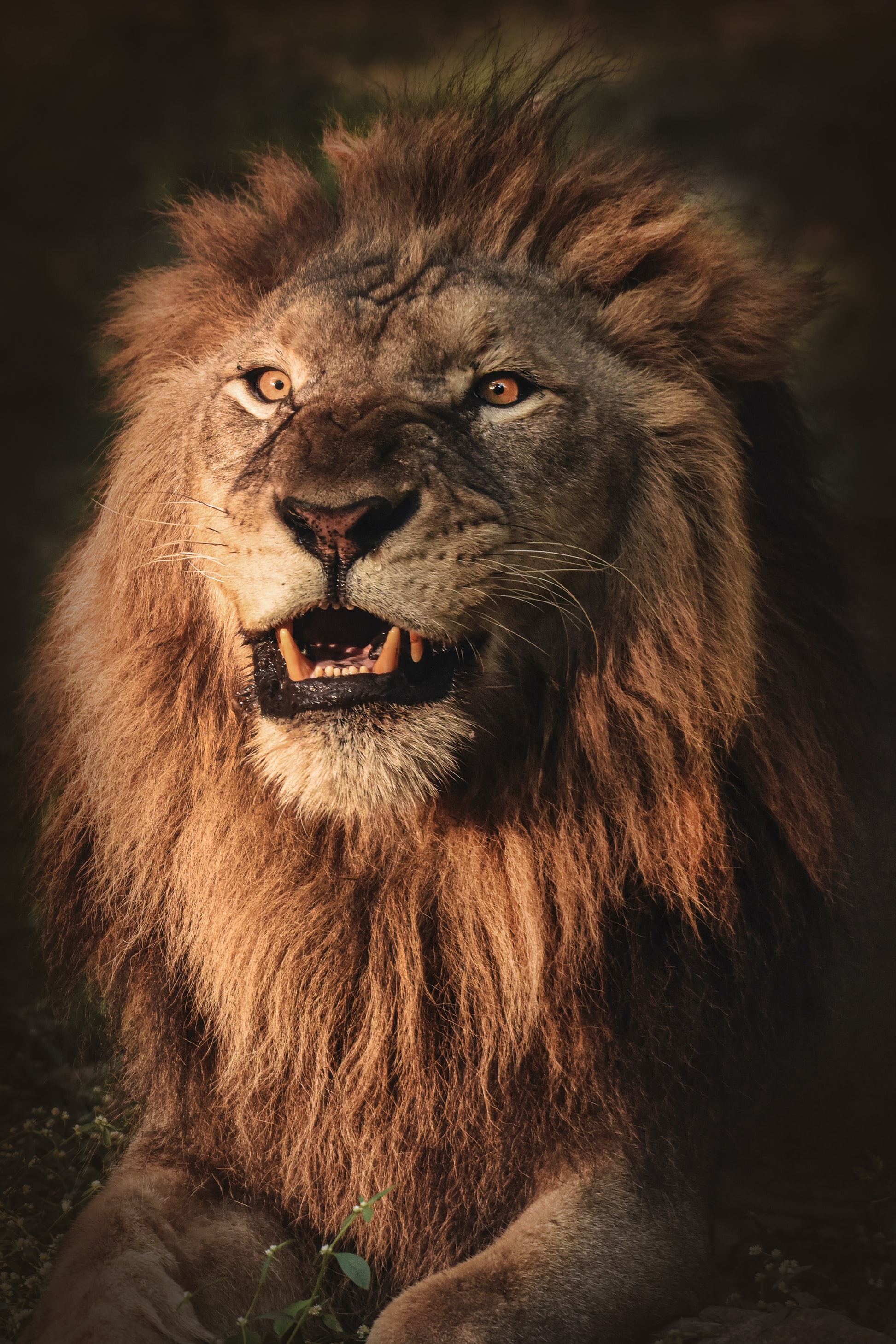 71419 скачать обои лев, оскал, хищник, агрессия, животное, животные - заставки и картинки бесплатно