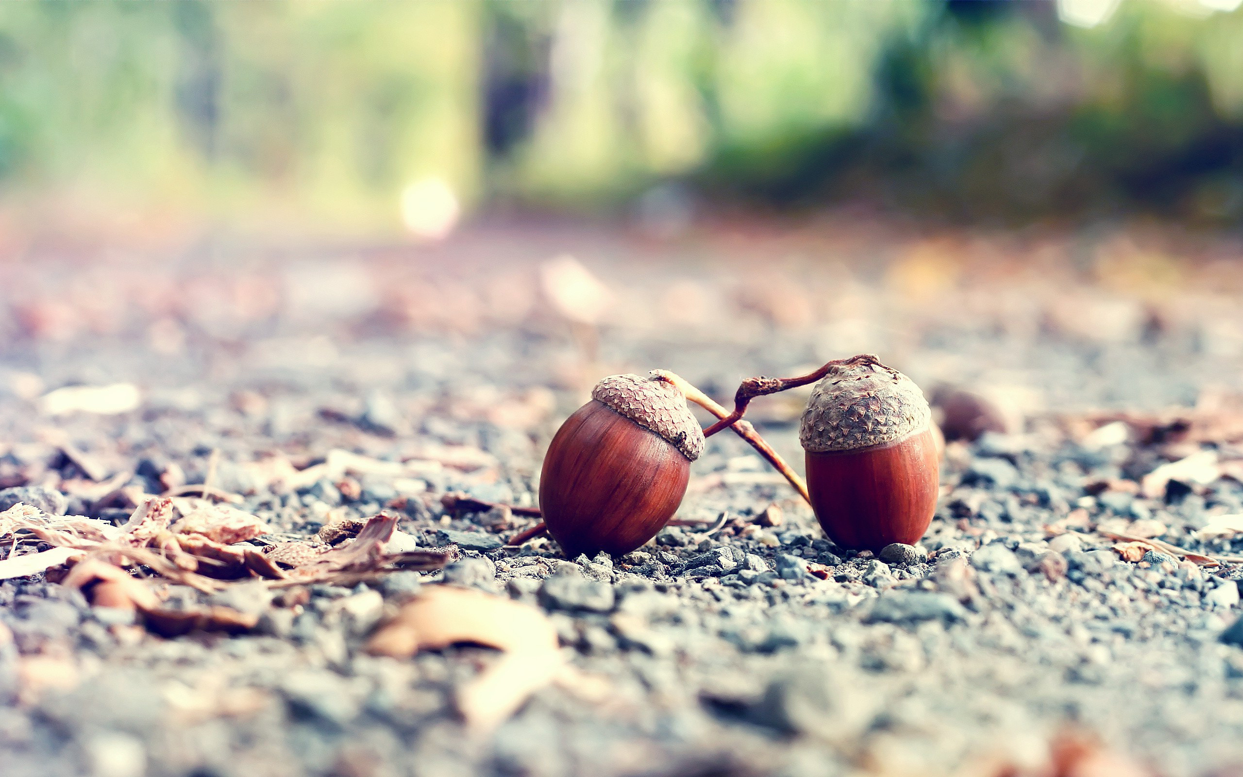 objects, acorns