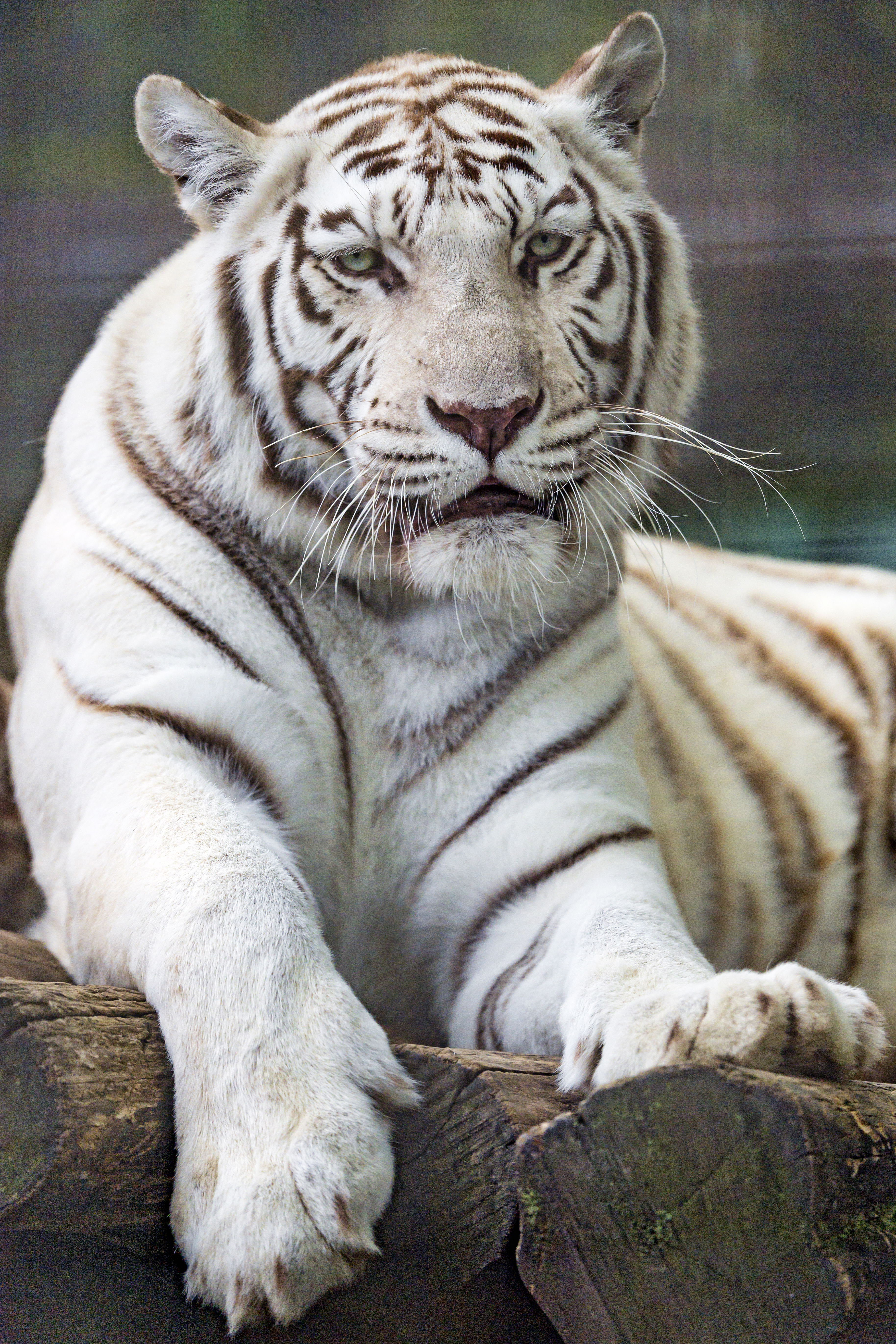 wildlife, white, animals, predator, big cat, tiger HD wallpaper