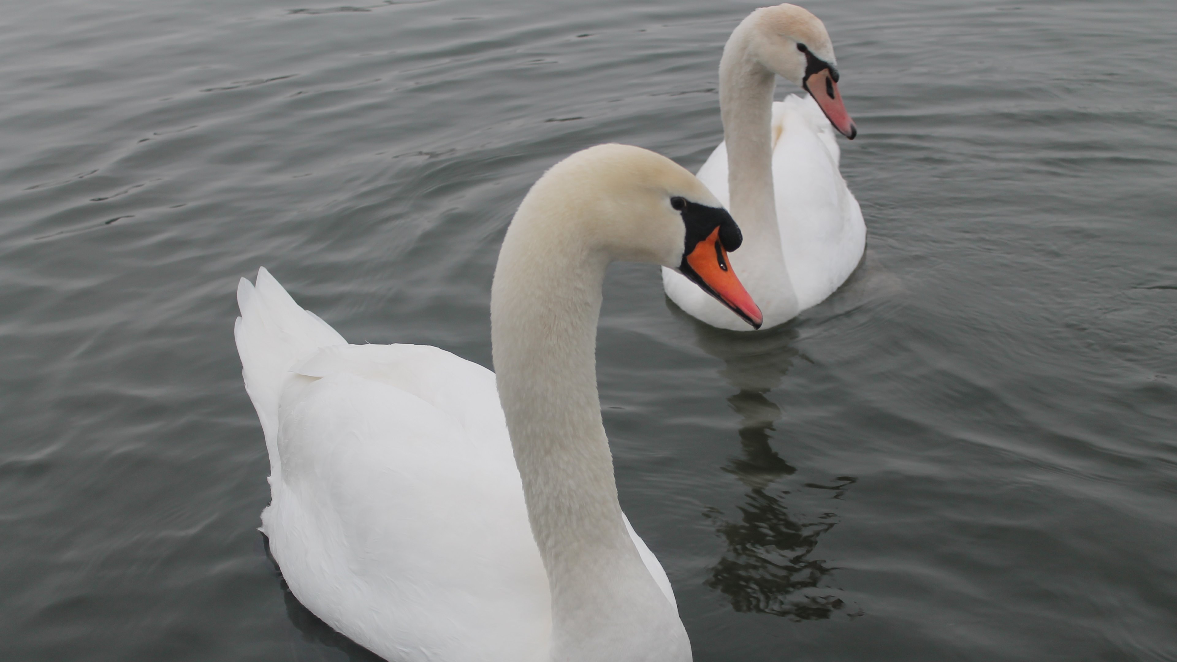 Download mobile wallpaper Swan, Mute Swan, Bird, Birds, Animal for free.