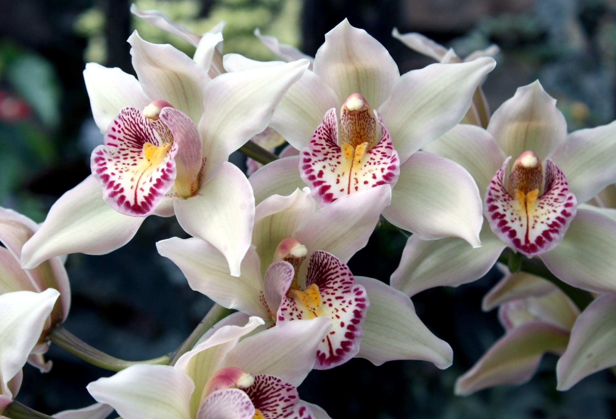 79732 descargar fondo de pantalla orquídeas, flores, manchado, exótico, exóticos: protectores de pantalla e imágenes gratis