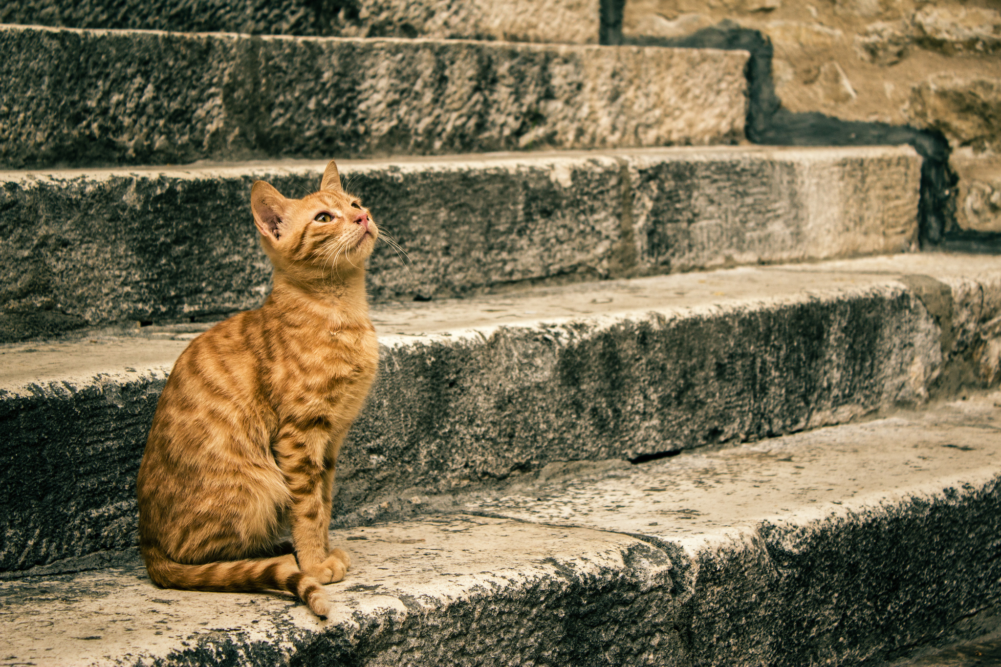 Free download wallpaper Cats, Cat, Animal, Stairs on your PC desktop