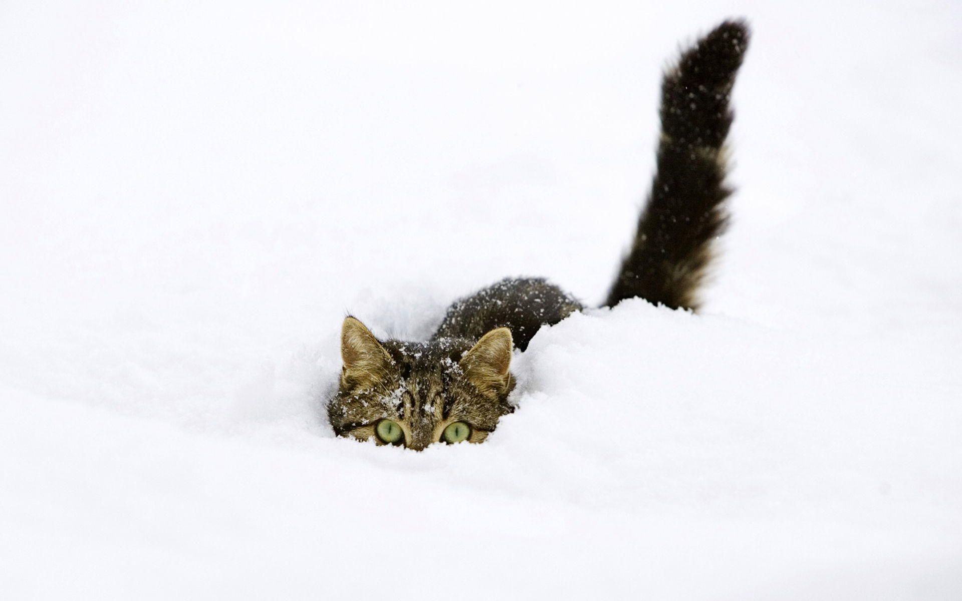cats, animal, winter, cat, hiding, snow, tabby cat