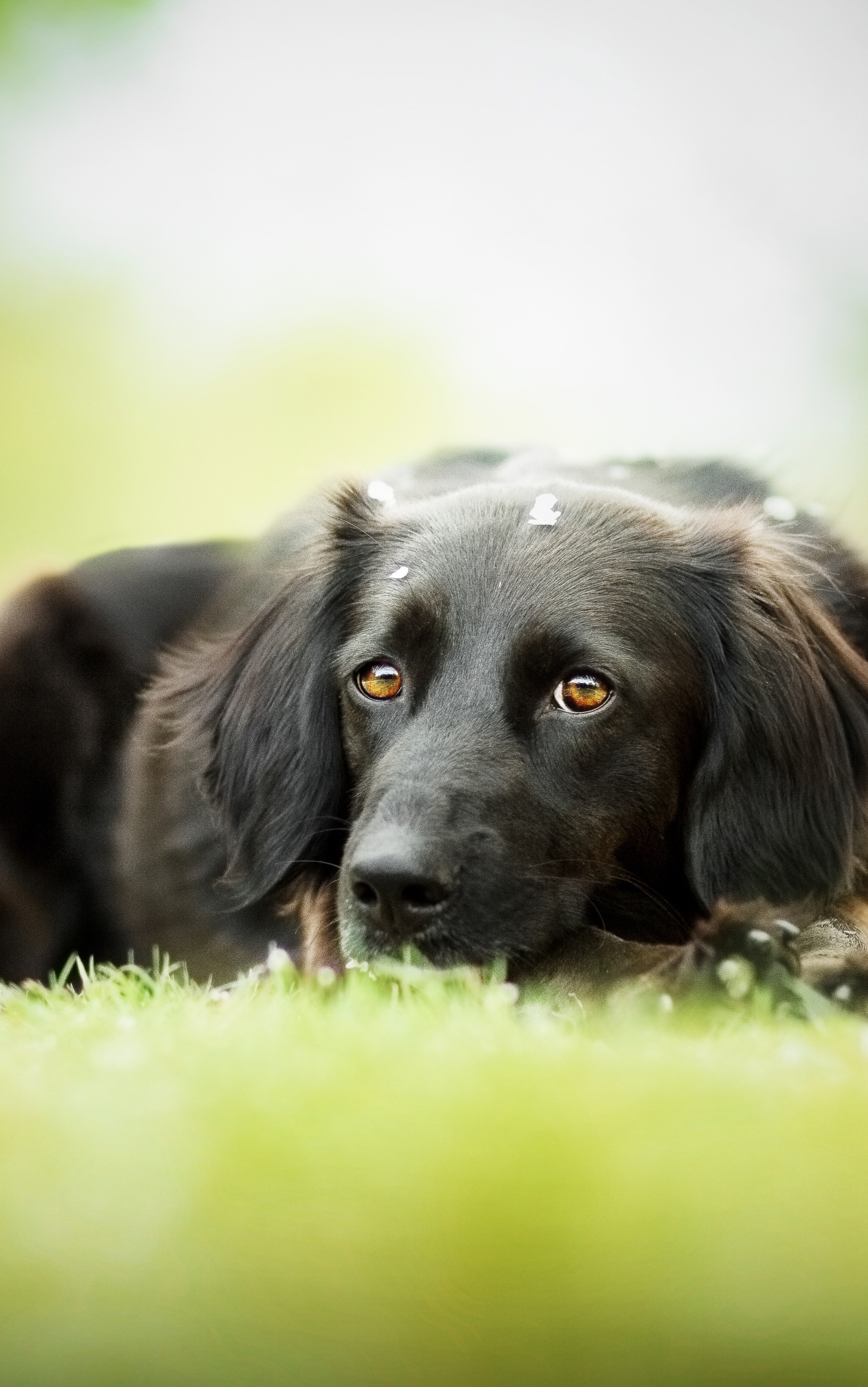 Téléchargez des papiers peints mobile Animaux, Chiens, Chien, Mignon, Mignonne gratuitement.