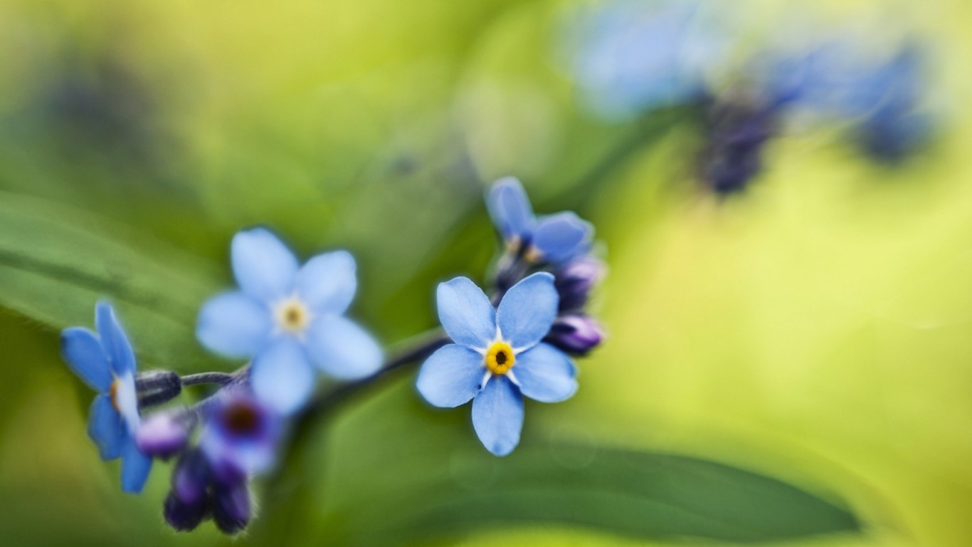 Descarga gratis la imagen Flores, Flor, Tierra/naturaleza en el escritorio de tu PC