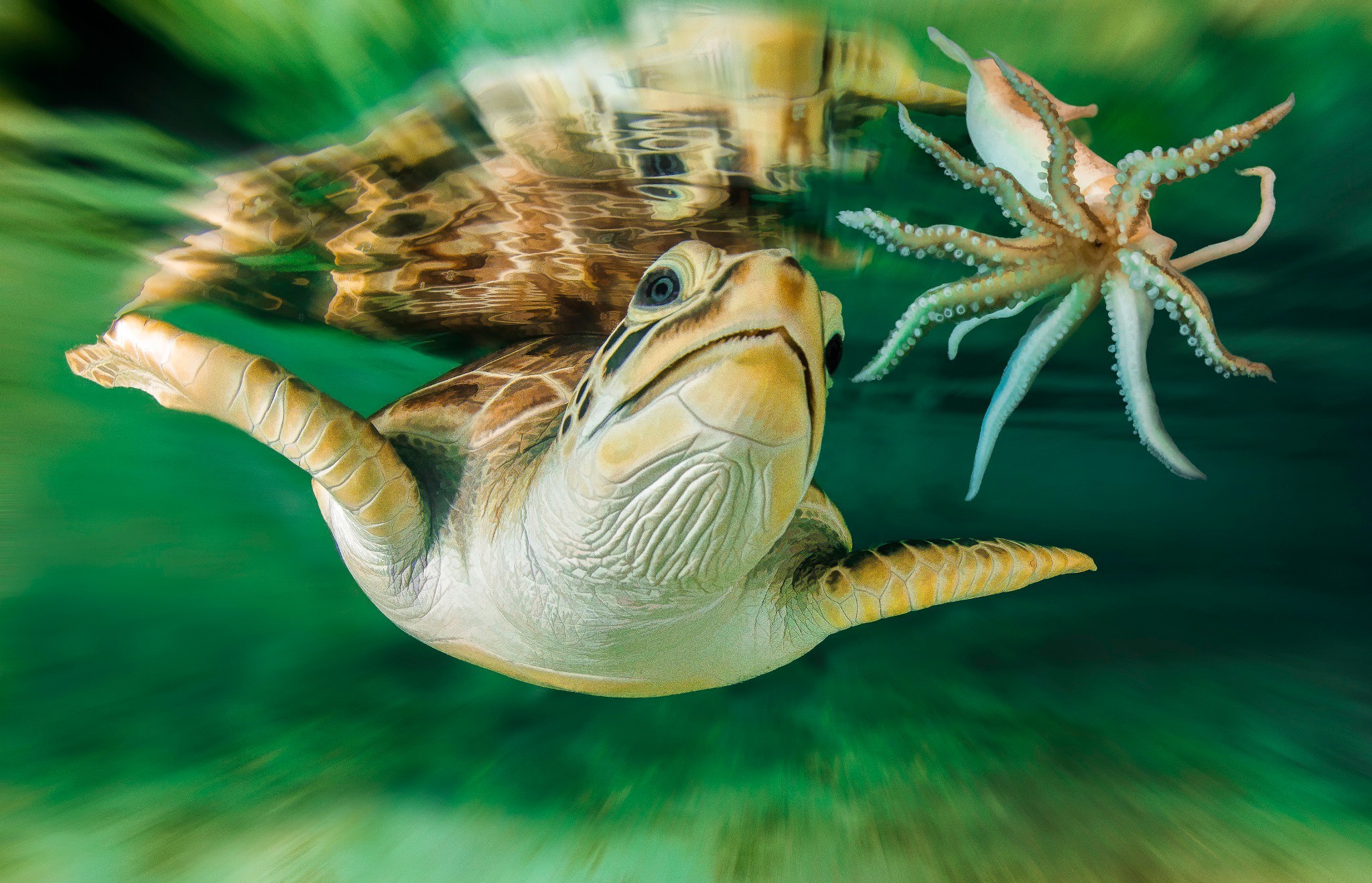 345335 télécharger l'image tortues, animaux, tortue, crevette, sous l'eau - fonds d'écran et économiseurs d'écran gratuits