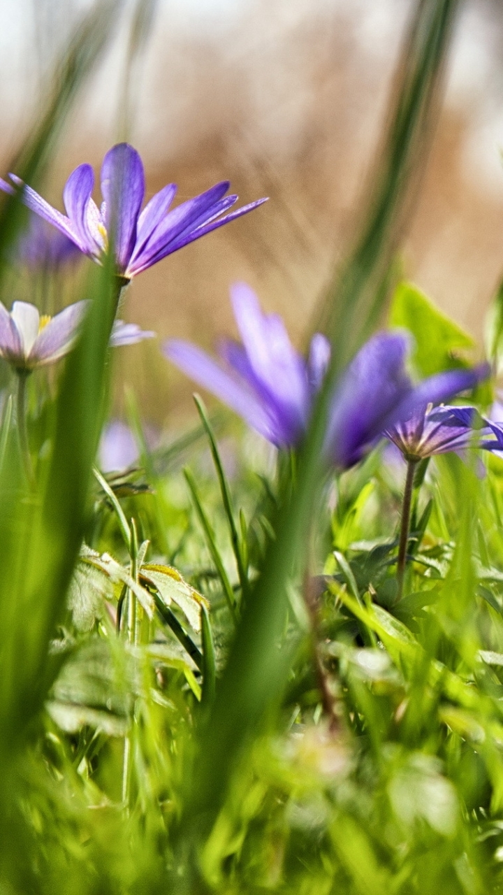 Handy-Wallpaper Blumen, Blume, Erde/natur kostenlos herunterladen.