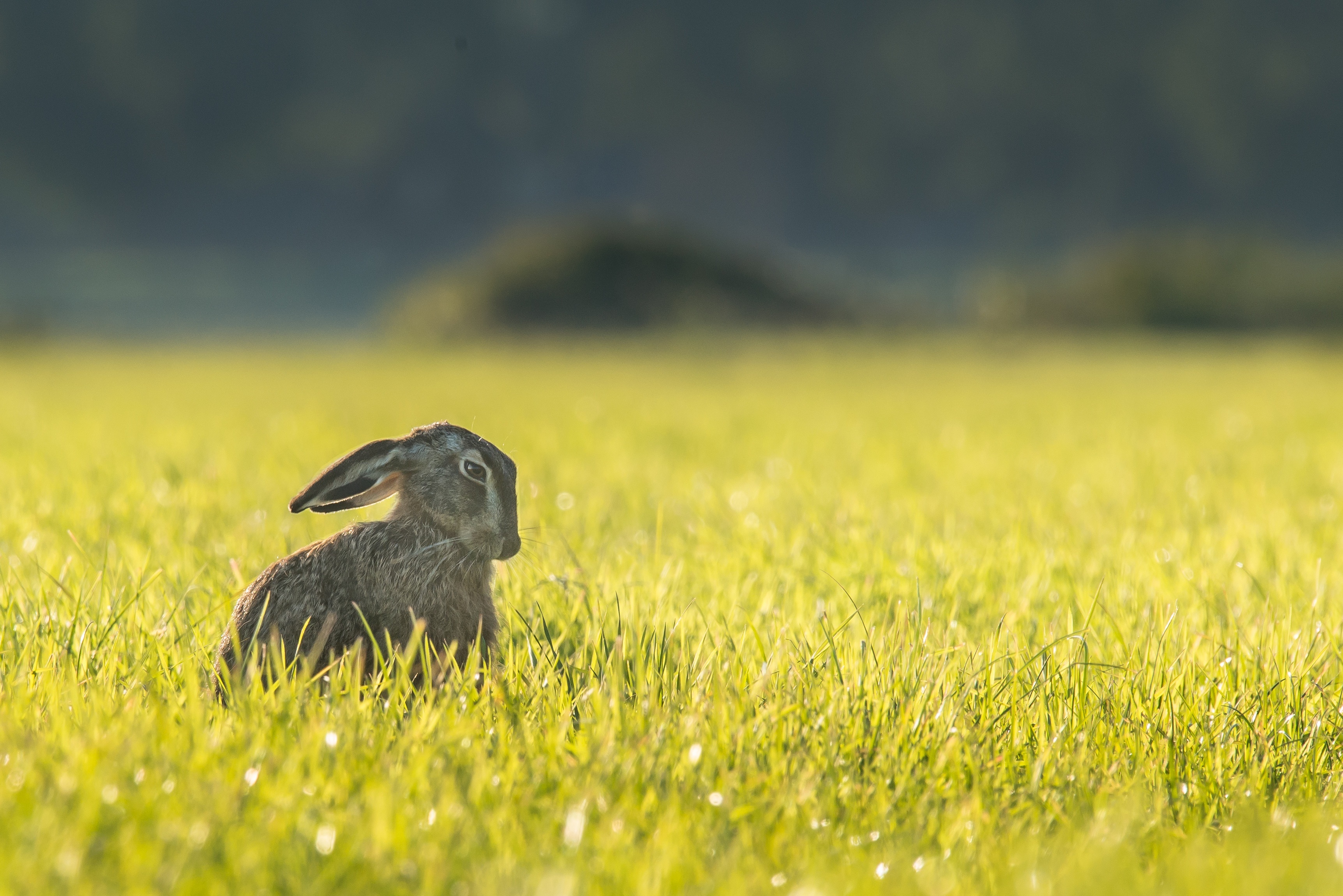 Download mobile wallpaper Grass, Animal, Rabbit, Hare for free.