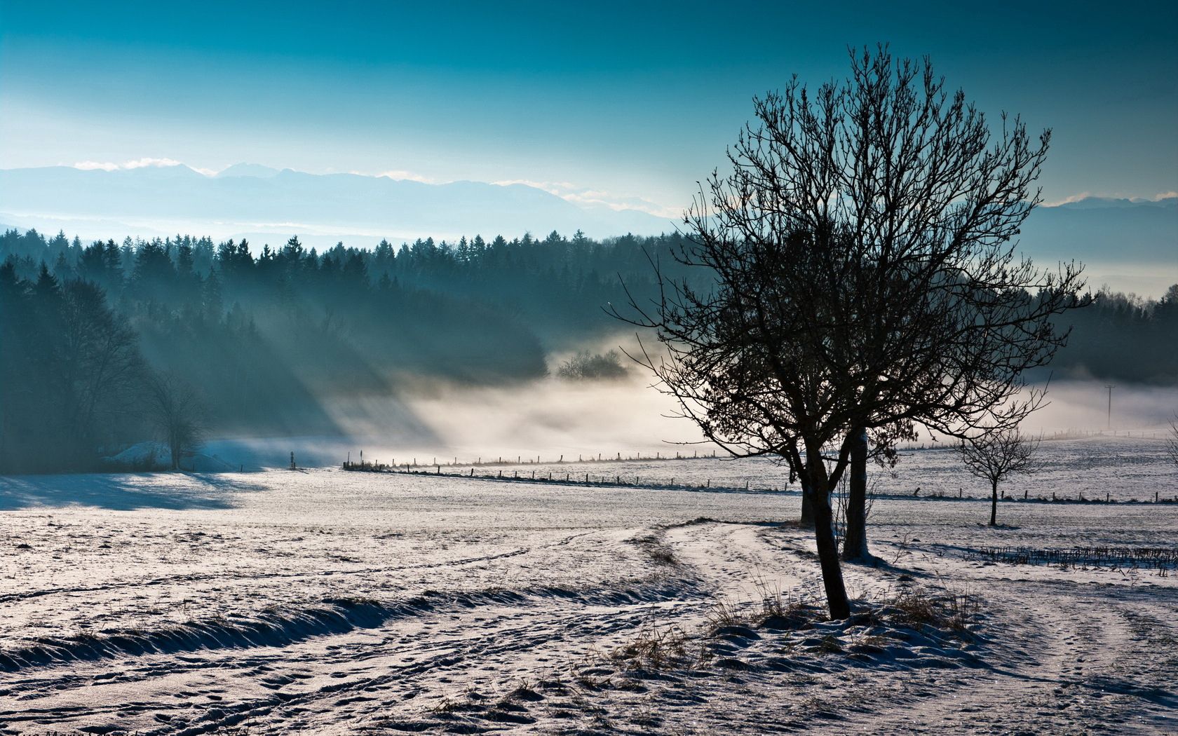 Handy-Wallpaper Nebel, Frische, Kalt, Winter, Natur, Bäume, Feld kostenlos herunterladen.