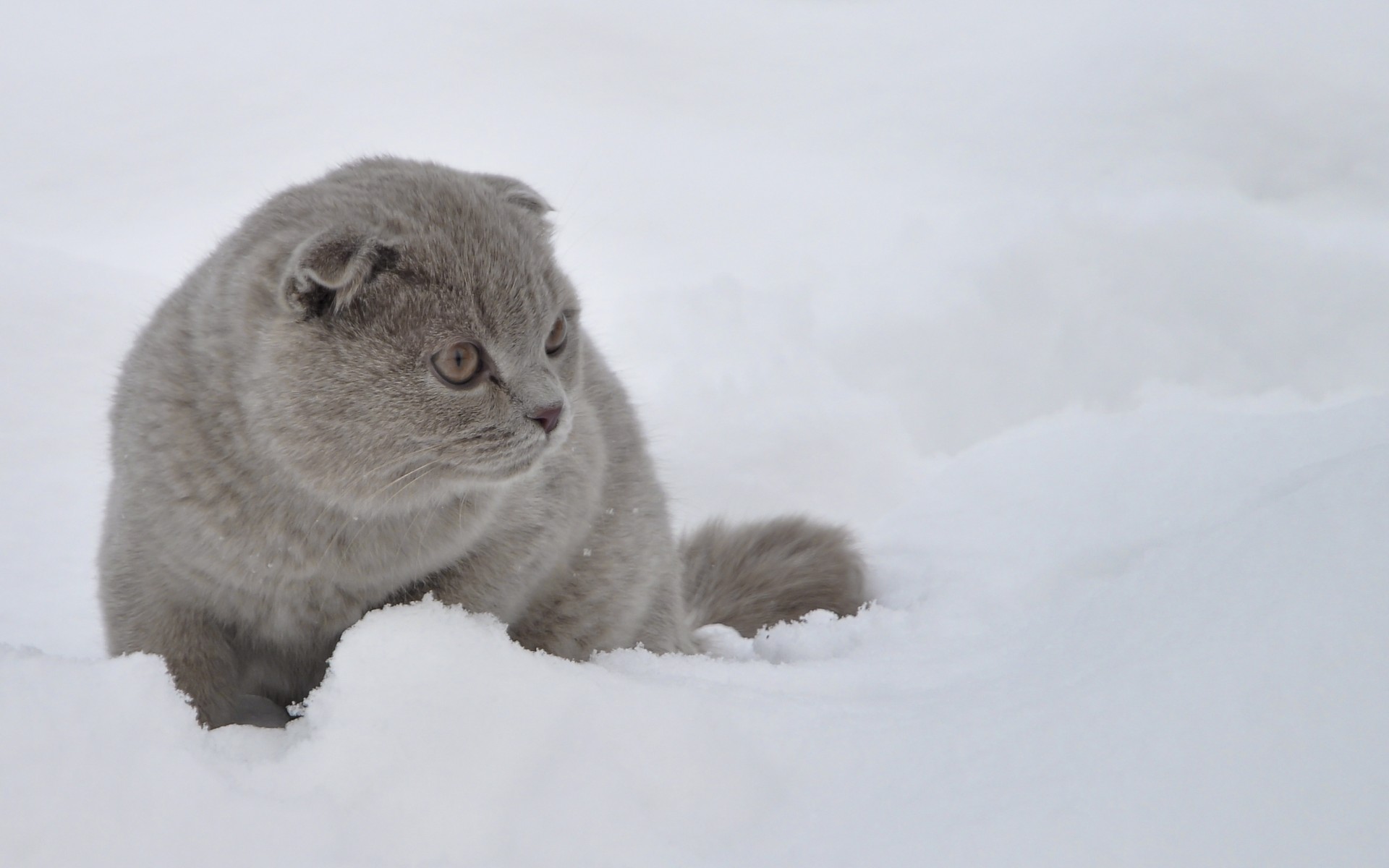 Handy-Wallpaper Tiere, Katze kostenlos herunterladen.