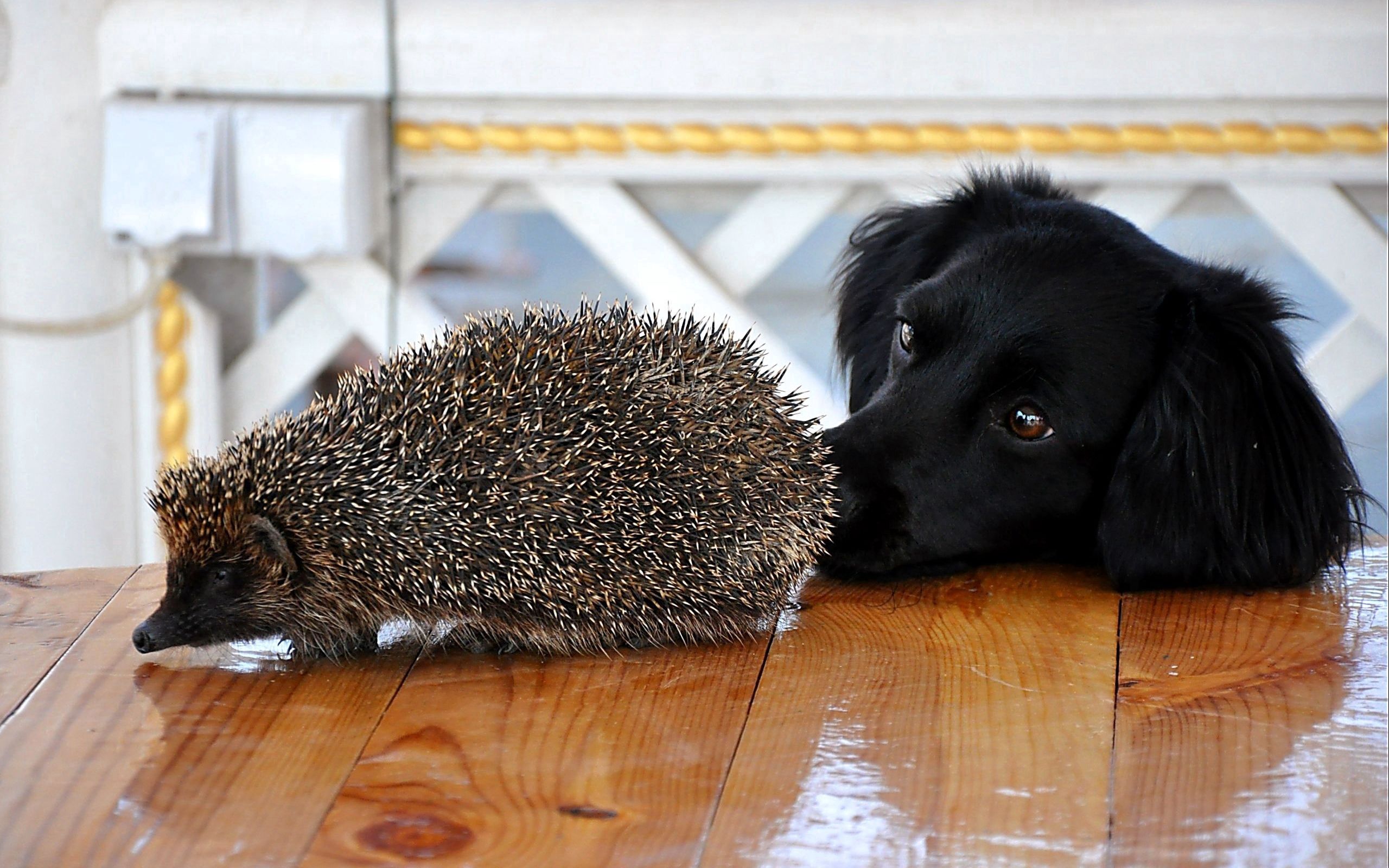 Download mobile wallpaper Animals, Hedgehog, Muzzle, Dog, Table for free.