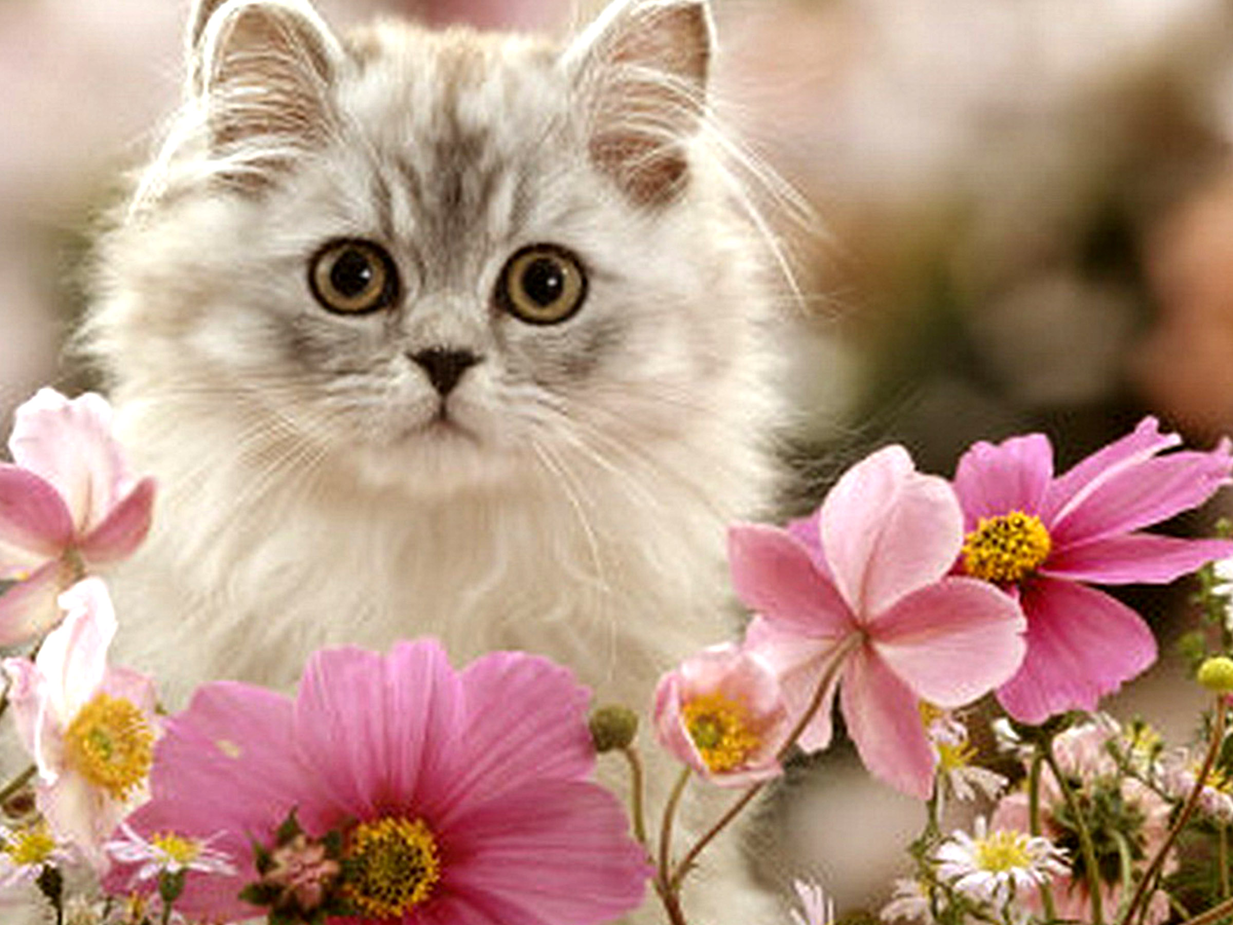 Handy-Wallpaper Tiere, Blume, Katze, Kätzchen, Süß, Kosmos, Pinke Blume kostenlos herunterladen.