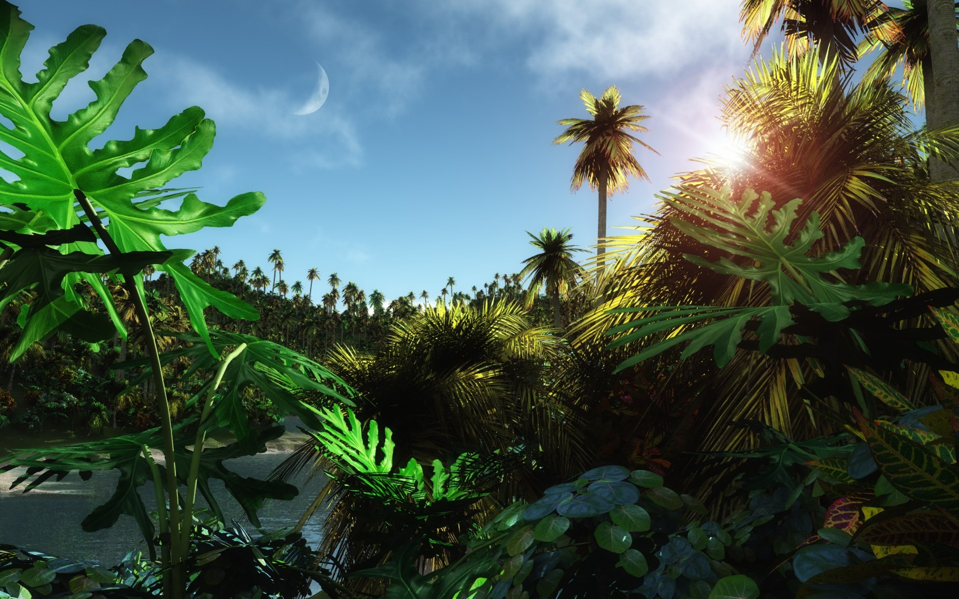 Descarga gratis la imagen Sol, Bosque, Árbol, Tierra/naturaleza en el escritorio de tu PC