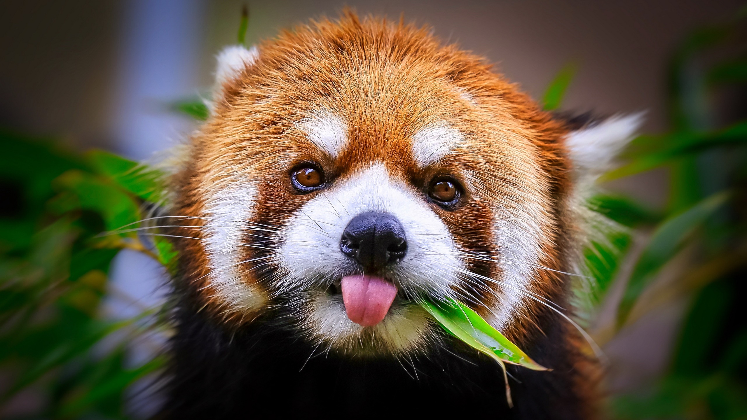 Free download wallpaper Animal, Red Panda on your PC desktop