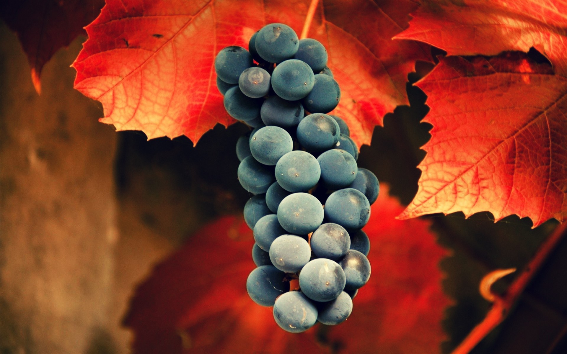 Free download wallpaper Food, Grapes on your PC desktop